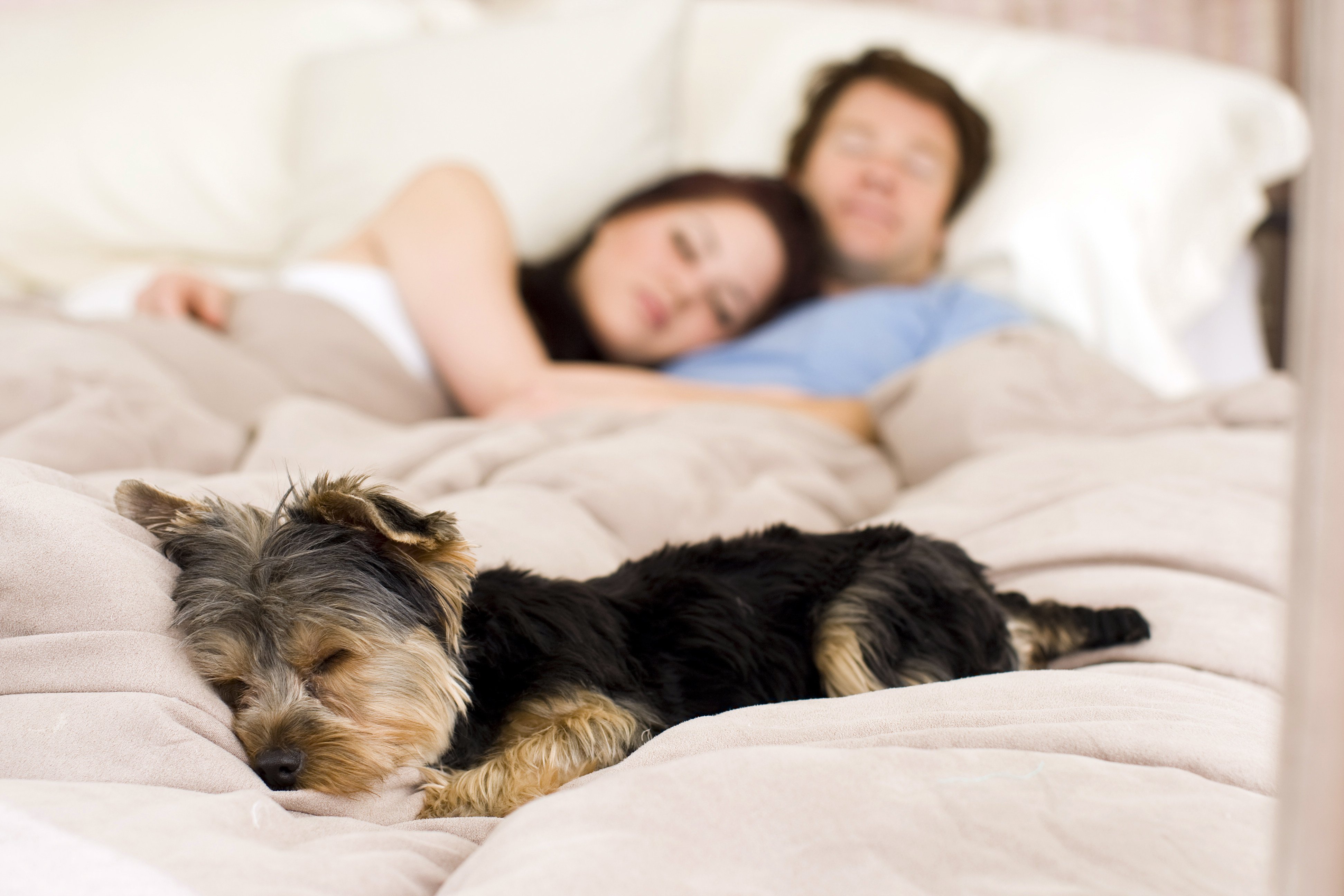 For those who insist on having their pet in bed with them, one expert advises washing the sheets more frequently and perhaps having the owners adjust their sleep schedule to match their pet’s routine. Photo: Shutterstock