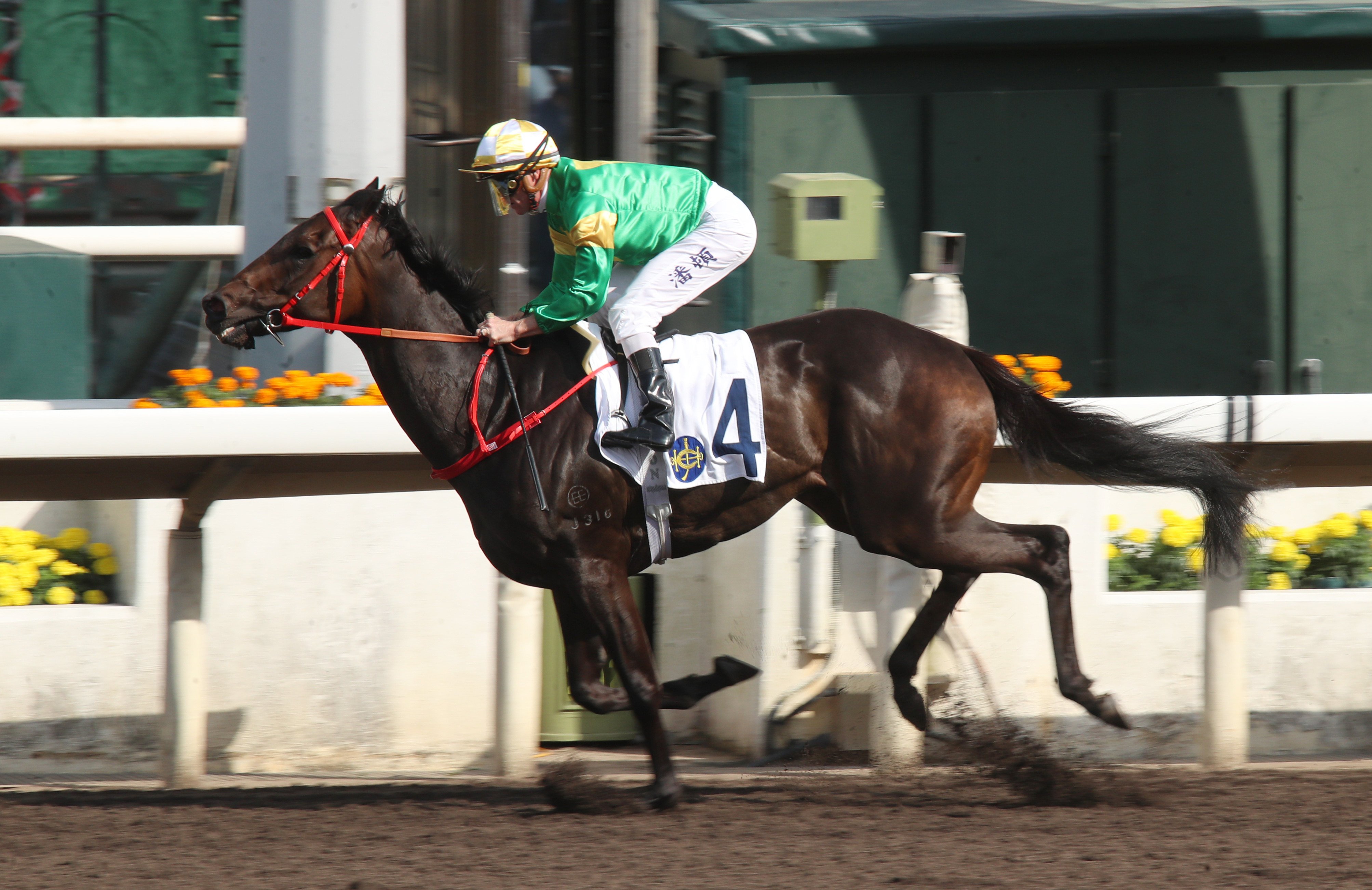 Bottomuptogether wins under Zac Purton at Sha Tin in April. Photo: Kenneth Chan