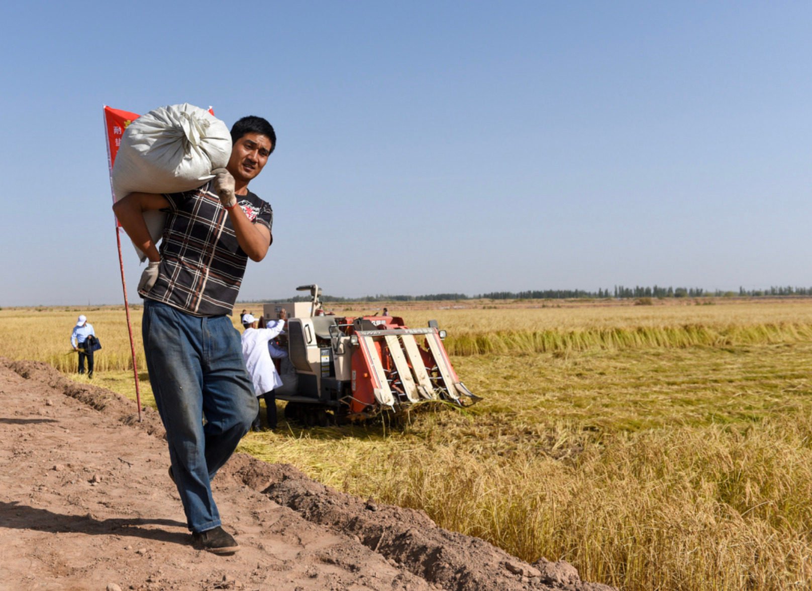 Farmers harvest rice in Alar, a city in Xinjiang Uygur autonomous region, on October 13, 2023. Photo: Xinhua