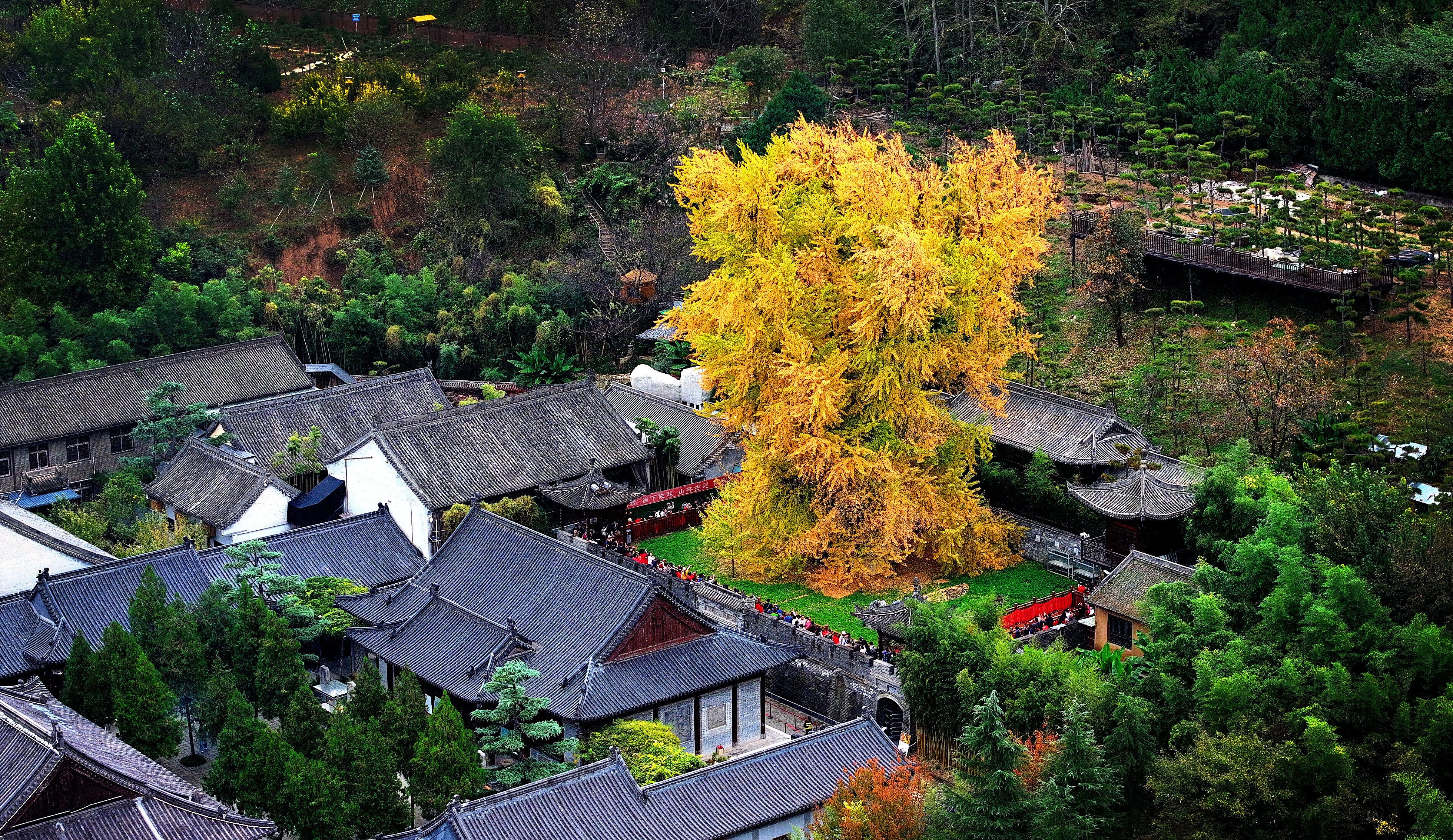 Guanyin Chan Temple in the city of Xian in northwest China is home to a ginkgo tree with a history spanning over 1,400 years. Photo: Xinhua