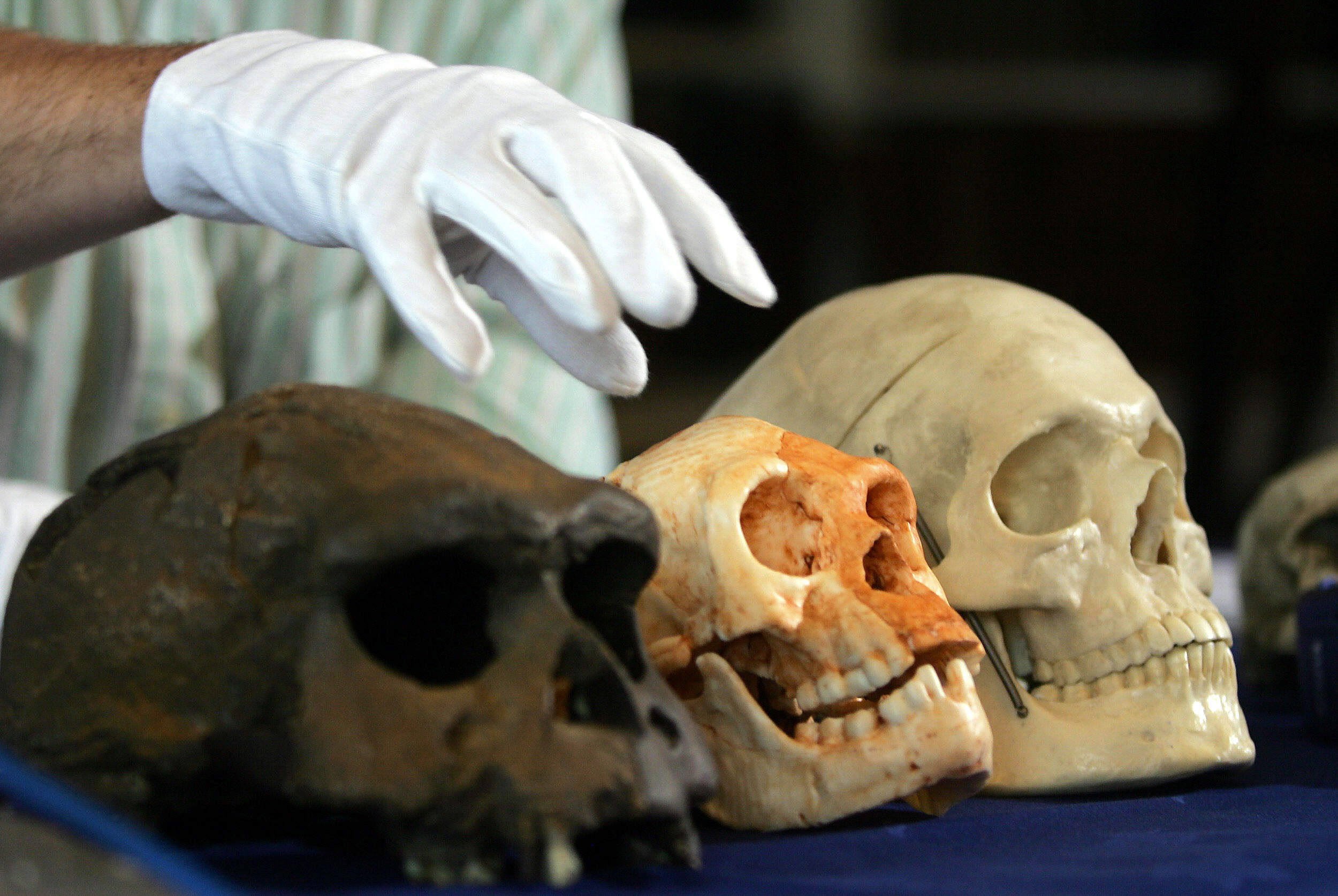 Human skulls were often taken by colonial powers from Asia, Africa and elsewhere to trade, display or study. File photo: AFP