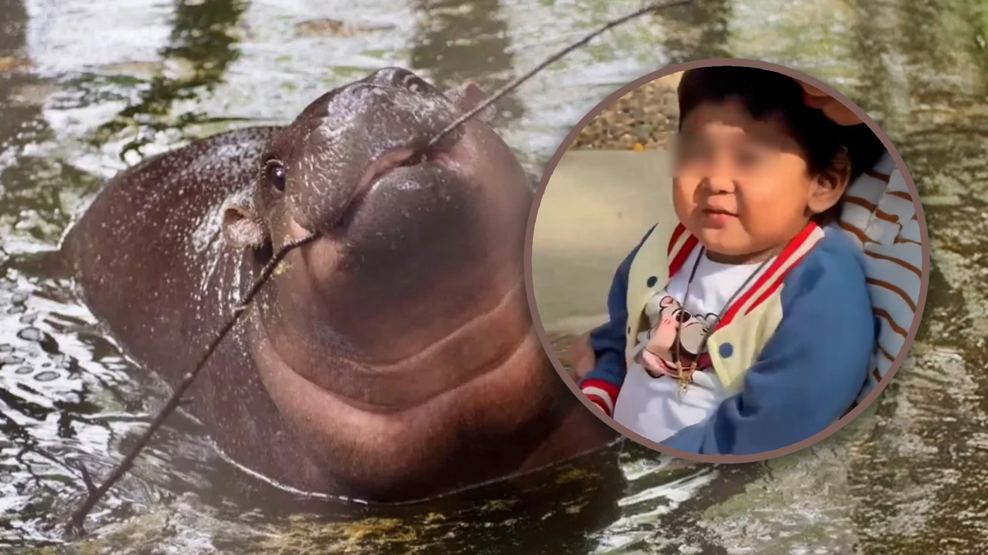 A six-year-old boy from Thailand, who was terminally ill with cancer, achieved his final wish by meeting Moo Deng, the renowned pygmy hippo at a zoo in eastern Thailand, shortly before he passed away. Photo: SCMP composite/Instagram/@immoodeng/Facebook