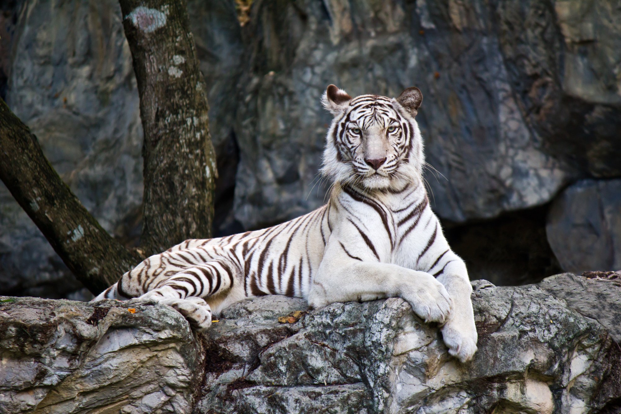 White Bengal tigers are very rare and occur only once in every 10,000 births. Photo: Shutterstock White Bengal tigers are very rare and occur only once in every 10,000 births. Photo: Shutterstock