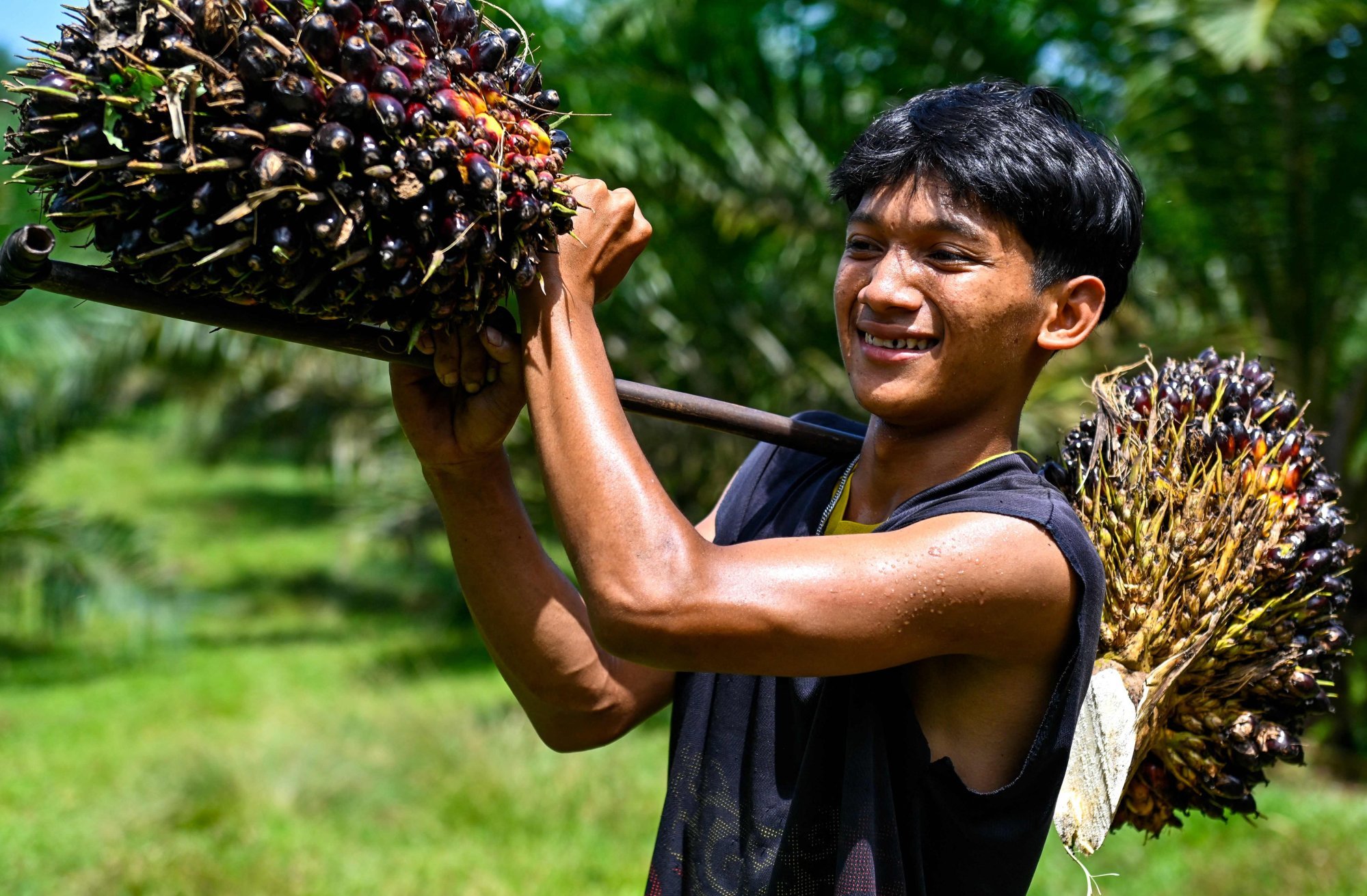 A worker carrying palm oil seeds at a plantation in Nagan Raya, Aceh. Informal workers made up around 58 per cent of all Indonesian workers last year. Photo: AFP