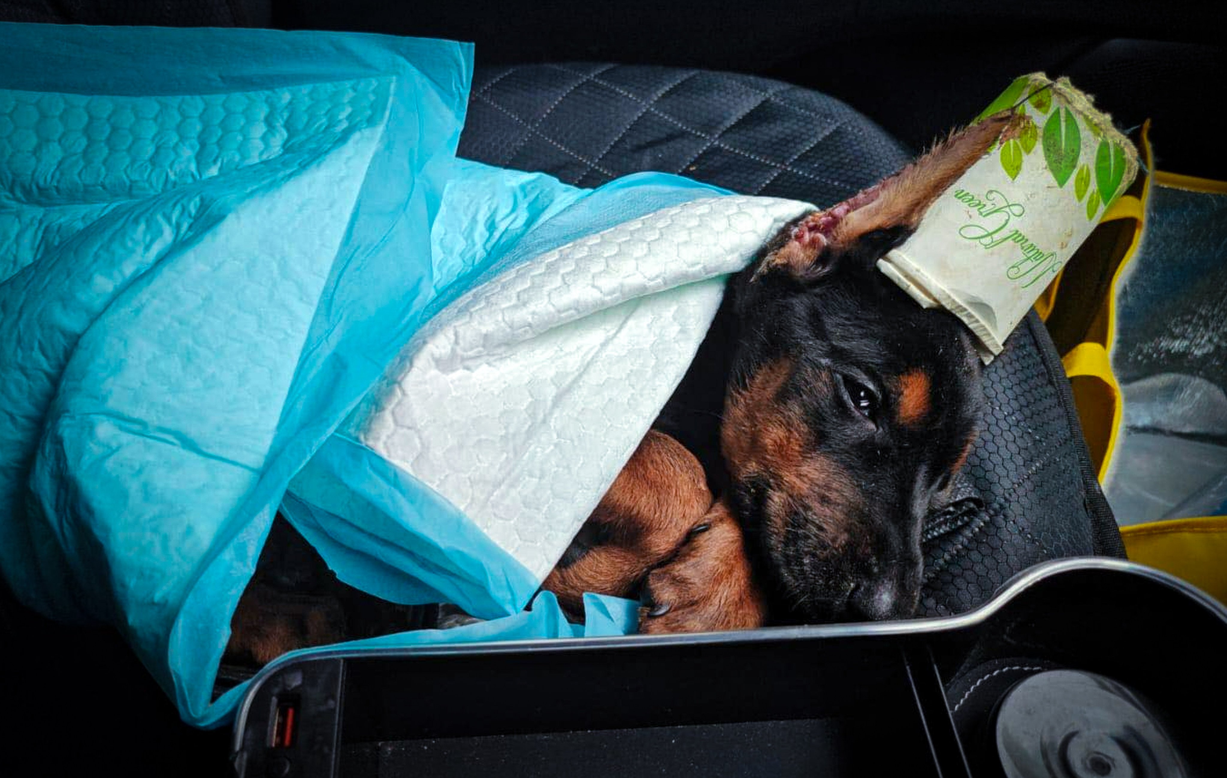 The two-month-old puppy was found abandoned in Cherry Street Park. Photo: Handout