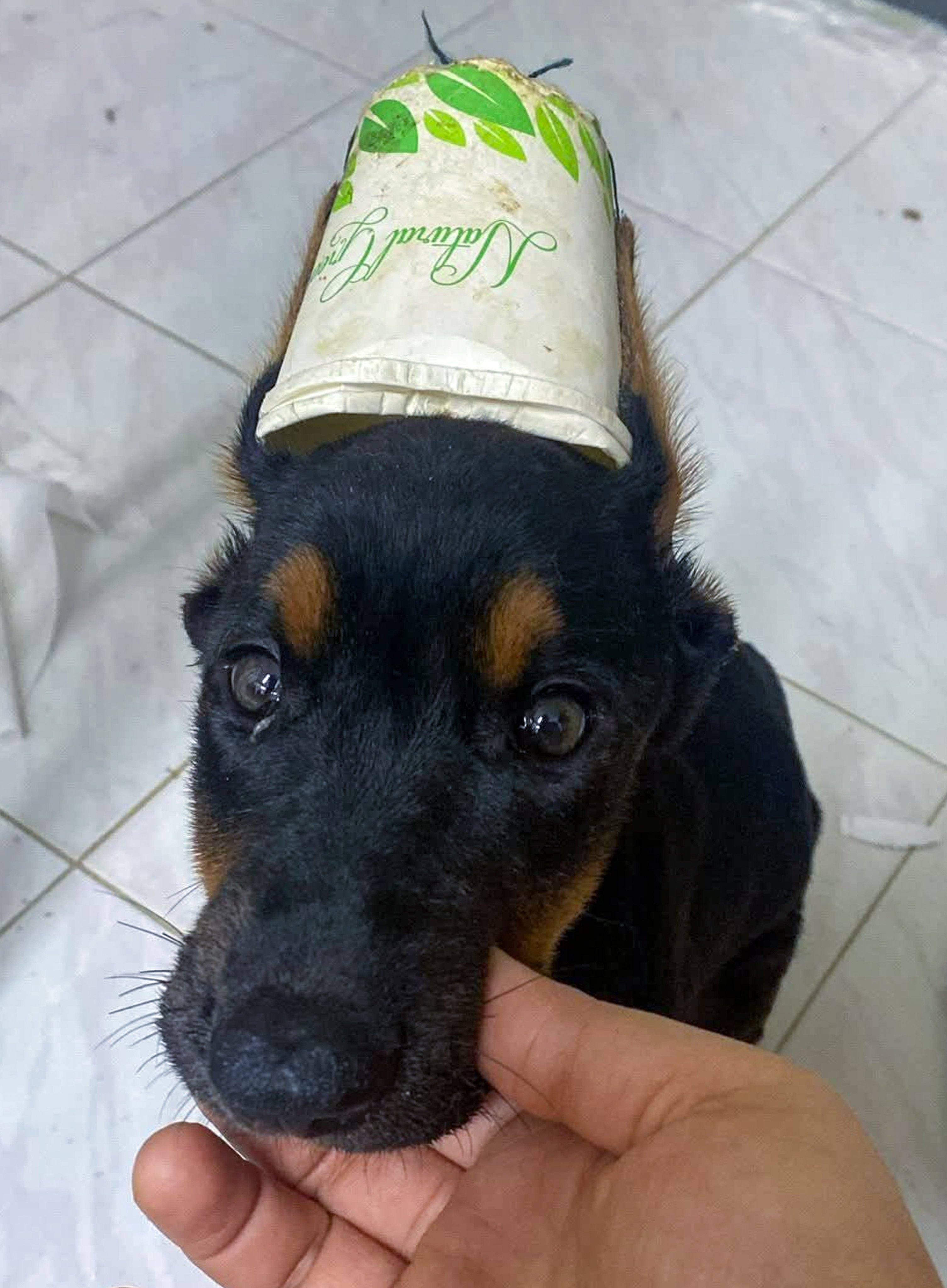 Hong Kong faces calls to strengthen animal cruelty laws after a Doberman puppy’s tragic death from illegal ear cropping. Photo: SCMP