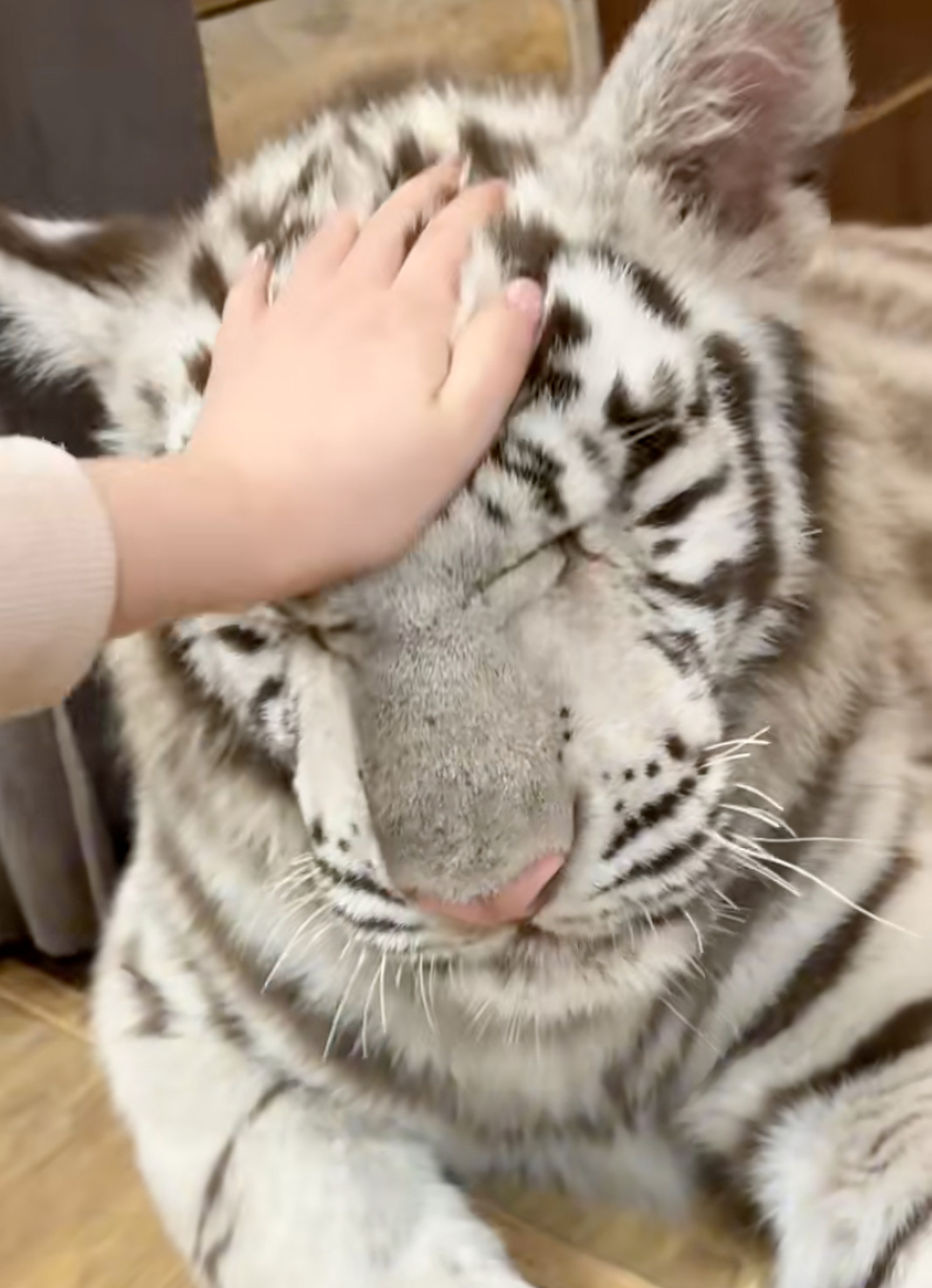 The playful baby big cat has captivated millions online with her cute and silly behaviour. Photo: Handout The playful baby big cat has captivated millions online with her cute and silly behaviour. Photo: Handout