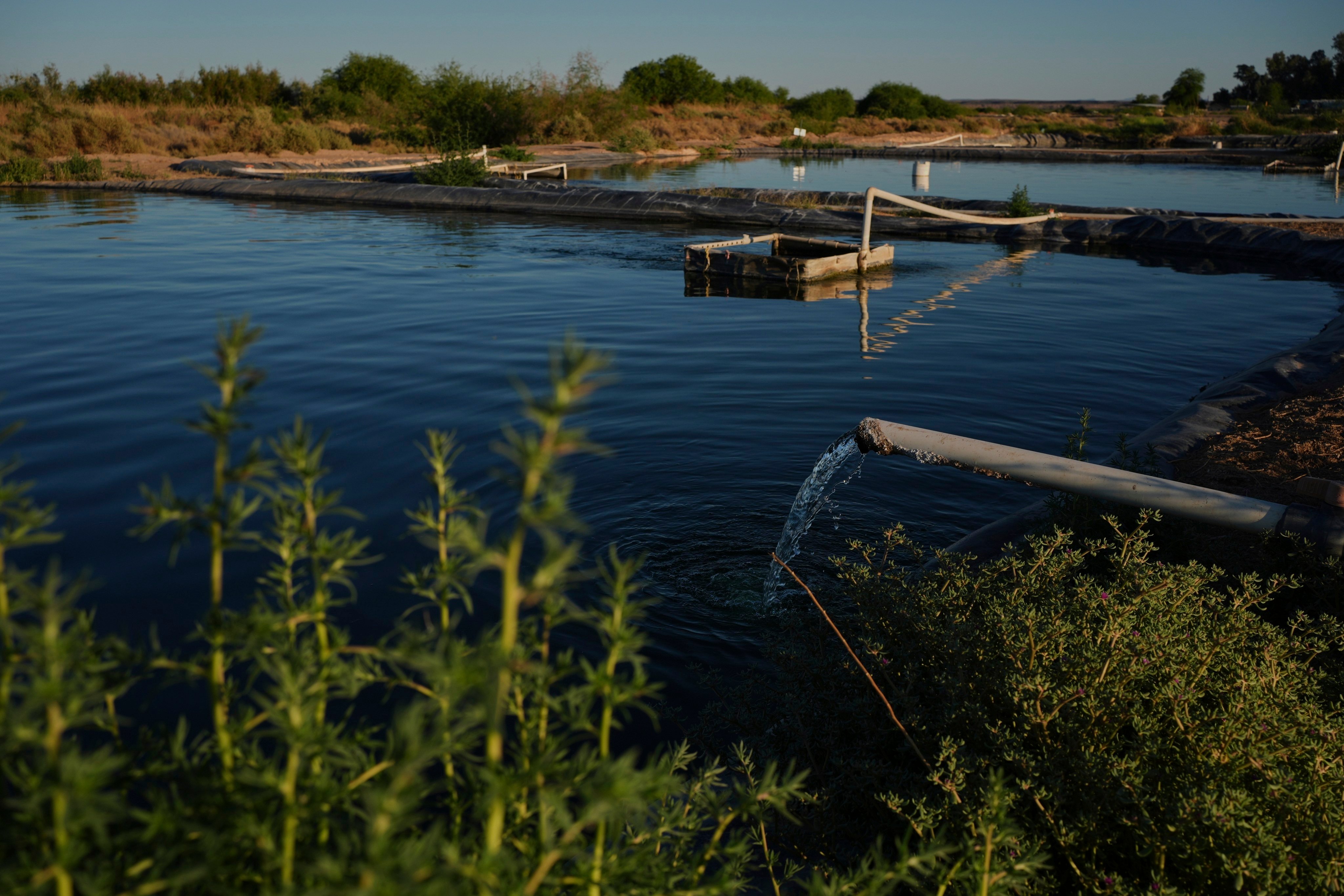 Fish farming in the Arizona desert could help protect ocean ecosystems. Photo: AP