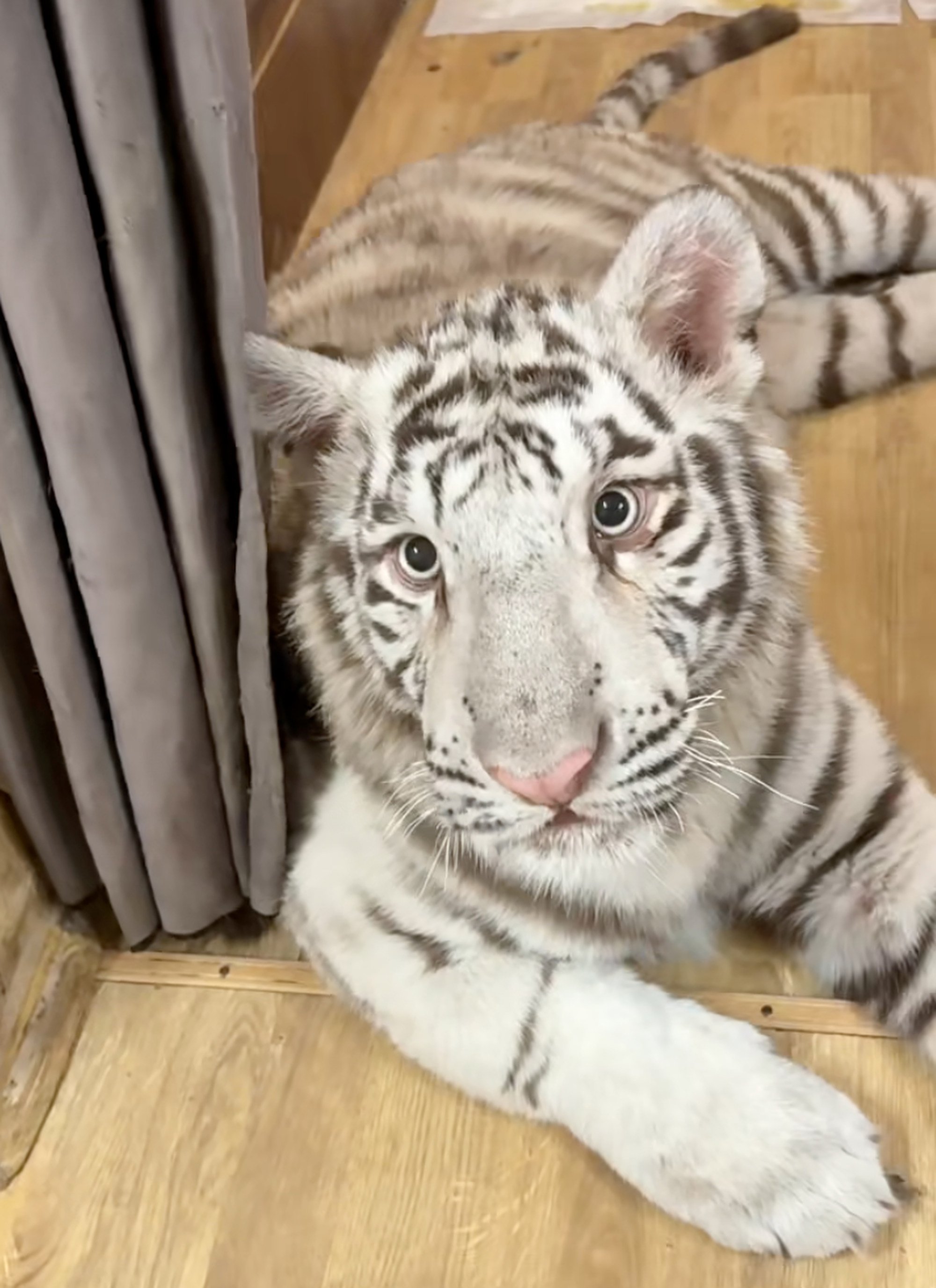 Million Gong lives indoors for now, but her owner plans to build a special compound for the animal to live in when she gets bigger. Photo: Handout Million Gong lives indoors for now, but her owner plans to build a special compound for the animal to live in when she gets bigger. Photo: Handout