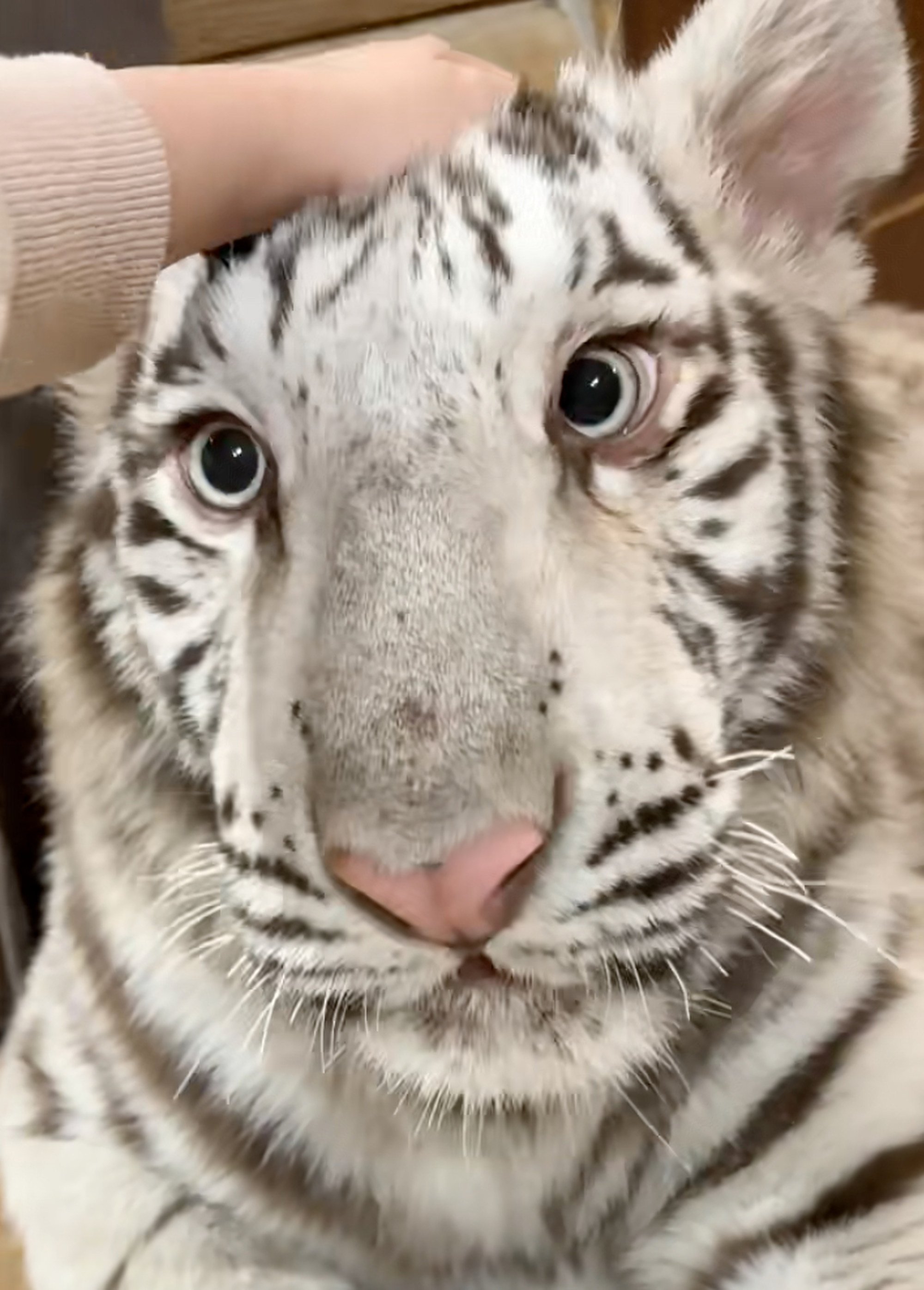 Million Gong, the Bengal tiger, was given the name because of her market value. Photo: Handout Million Gong, the Bengal tiger, was given the name because of her market value. Photo: Handout