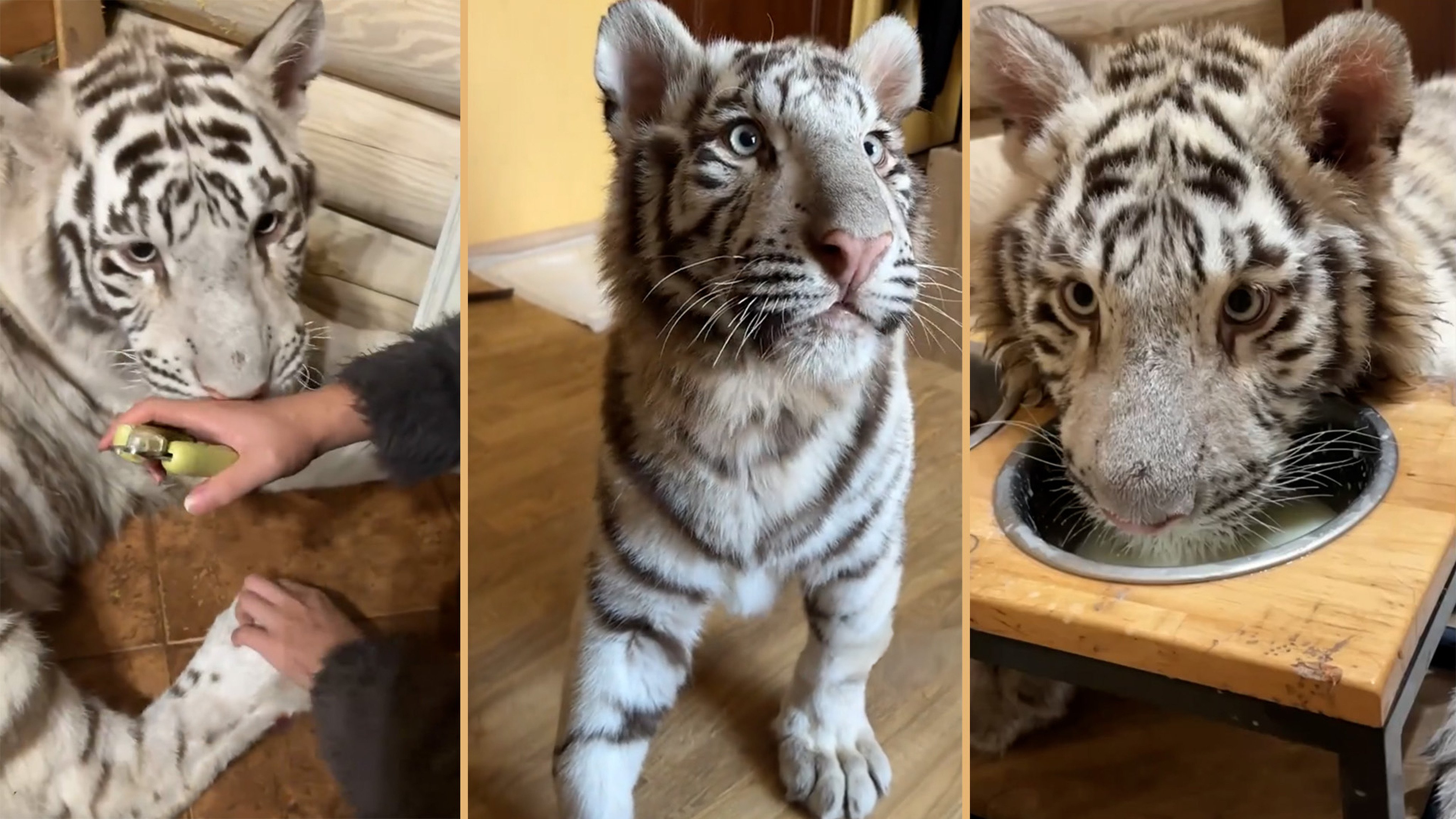 A Chinese influencer in Ukraine cares for a US$140,000 Bengal white tiger and shares her daily life looking after it with millions of online followers. Photo: SCMP composite/TikTok