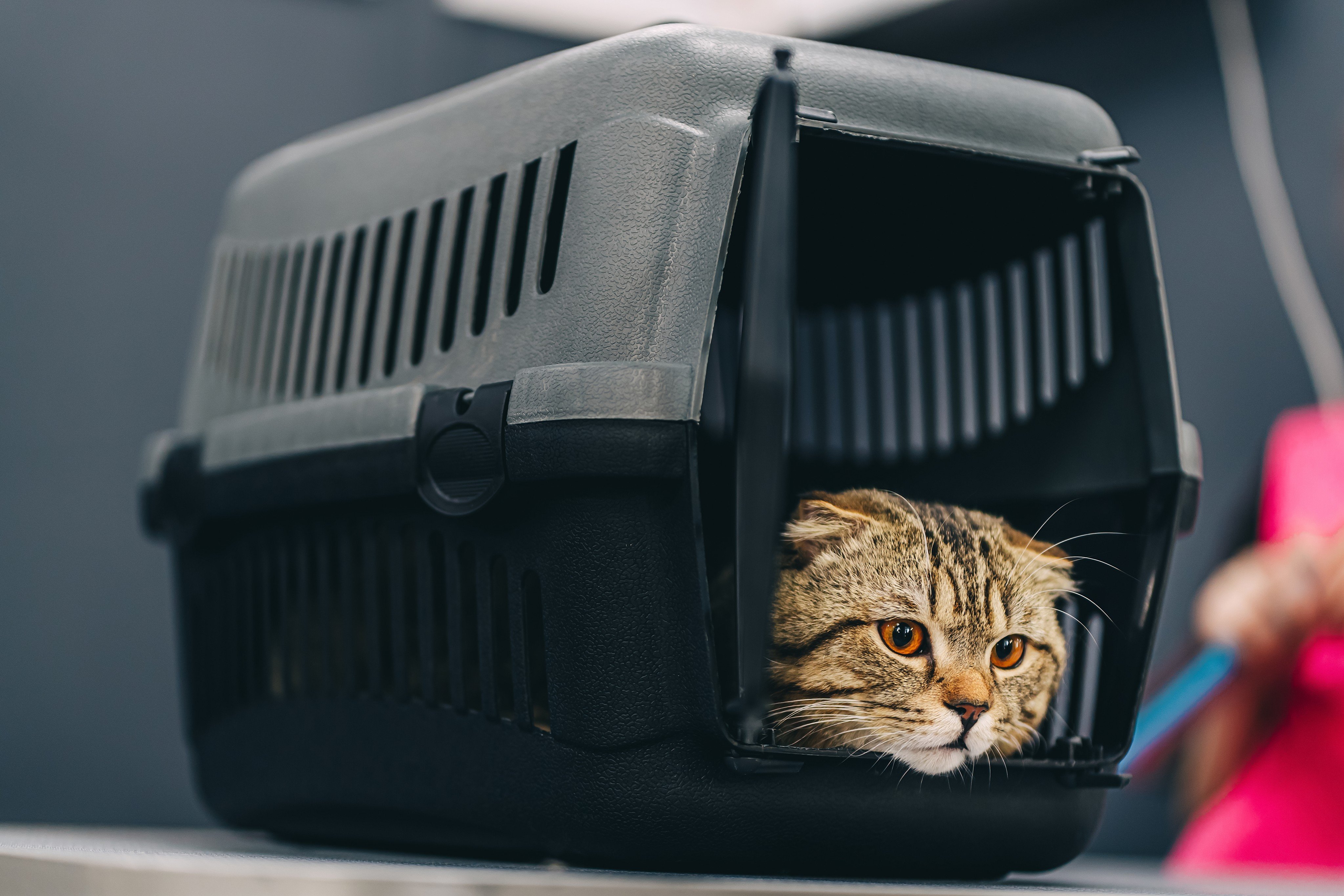 Striking a balance between health risks and animal welfare remains the key. Photo: Shutterstock