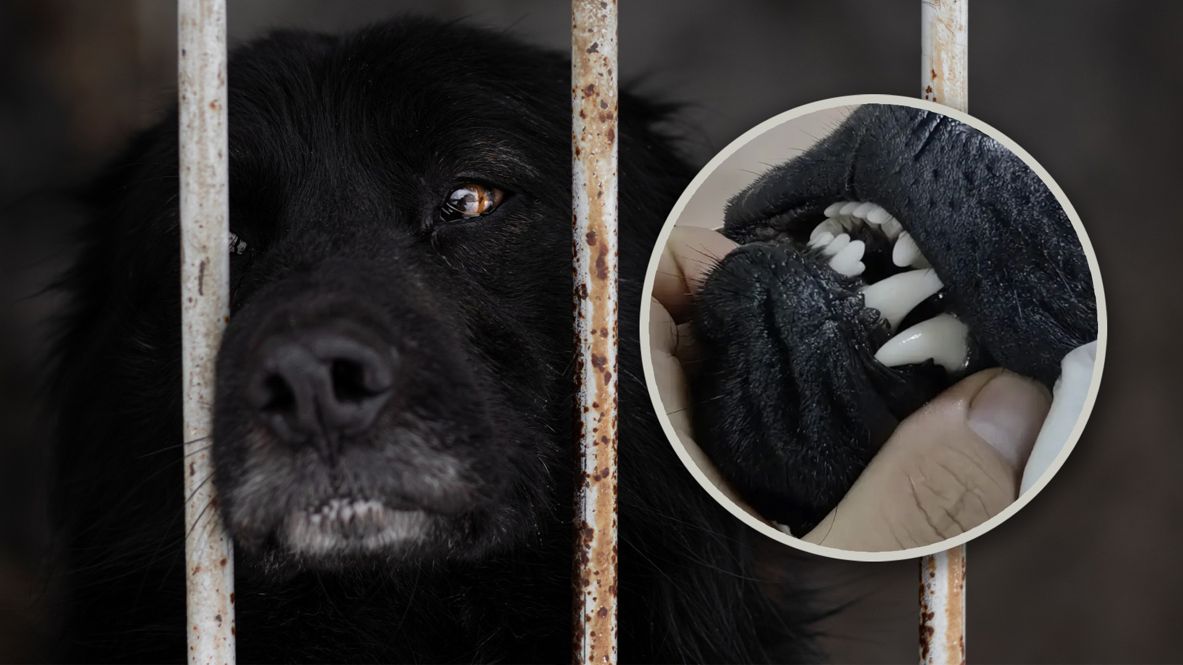 There has been an outpouring of public anger in China after online sellers were seen pulling teeth from black dogs in an attempt to ward off evil spirits. Photo: SCMP composite/Shutterstock/Douyin