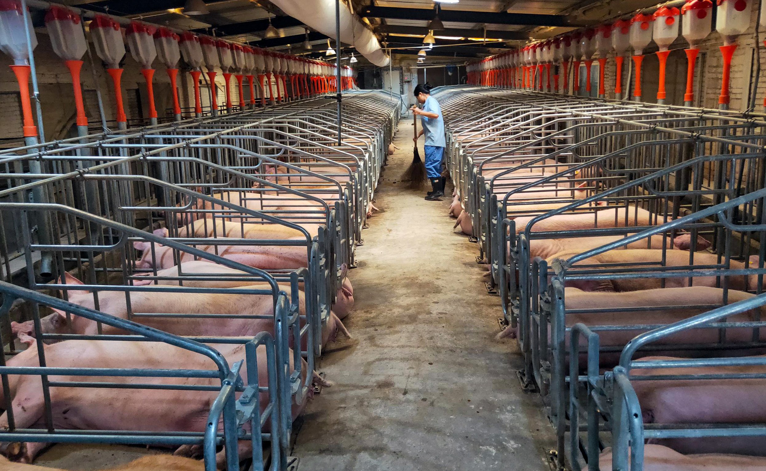 A pig farm is seen in China’s Jiangxi province. A million pigs will reportedly be culled across the country. Photo: Xinhua