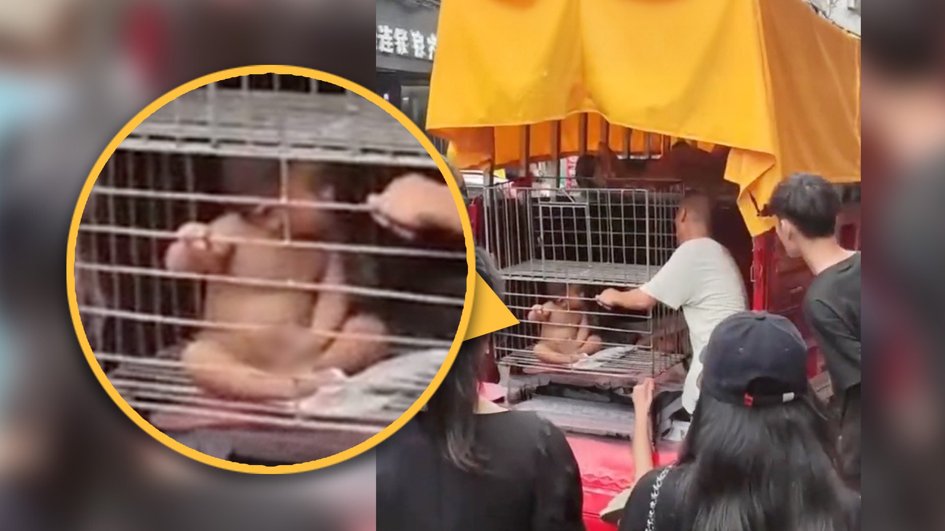 A father in China has been slammed for locking his naked toddler son in an iron cage then claiming the pen was used to prevent the child wandering. Photo: SCMP composite/Douyin