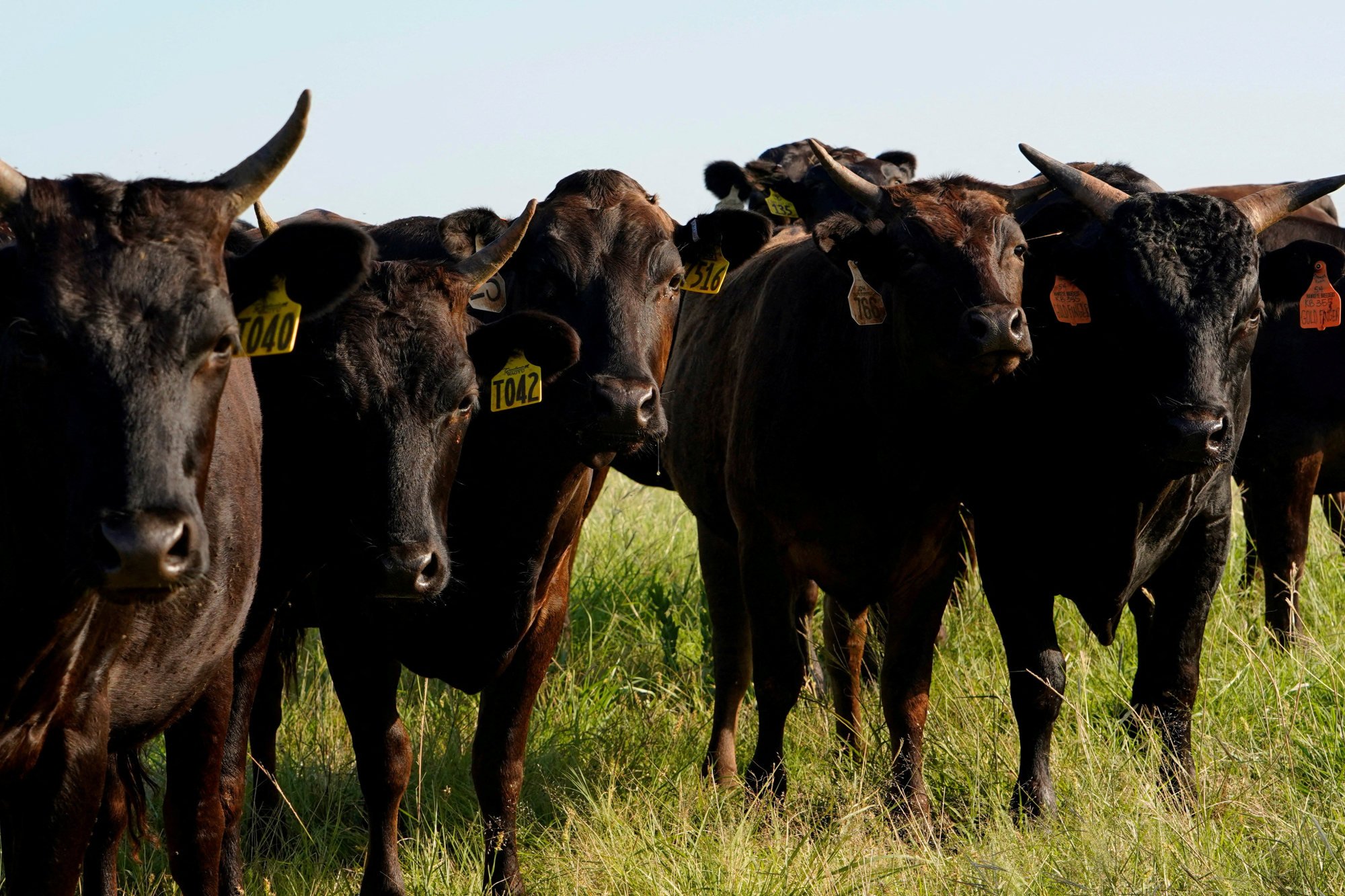 Wagyu cattle stand in a pasture at a ranch in the United States last year. Photo: Reuters Wagyu cattle stand in a pasture at a ranch in the United States last year. Photo: Reuters