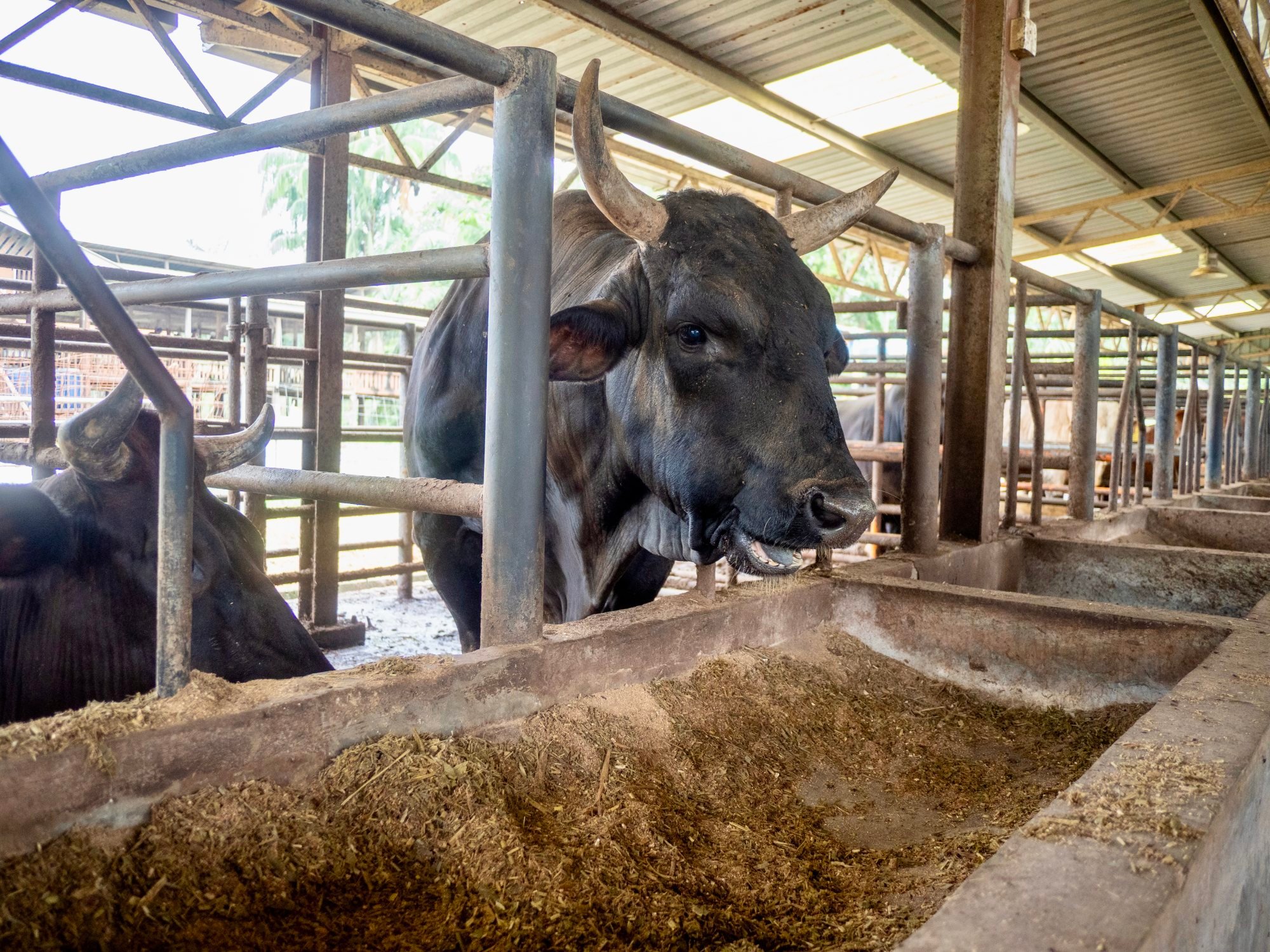 Dollah, Colla Cattle Farm’s prized Mygyu patriarch, eats lunch. Photo: Hadi Azmi Dollah, Colla Cattle Farm’s prized Mygyu patriarch, eats lunch. Photo: Hadi Azmi