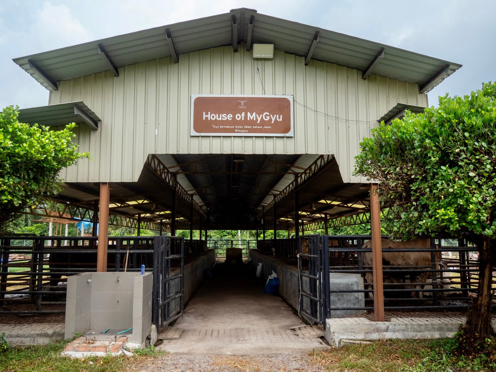 The cattle shed housing Colla Cattle Farm’s Mygyu herd. Photo: Hadi Azmi The cattle shed housing Colla Cattle Farm’s Mygyu herd. Photo: Hadi Azmi