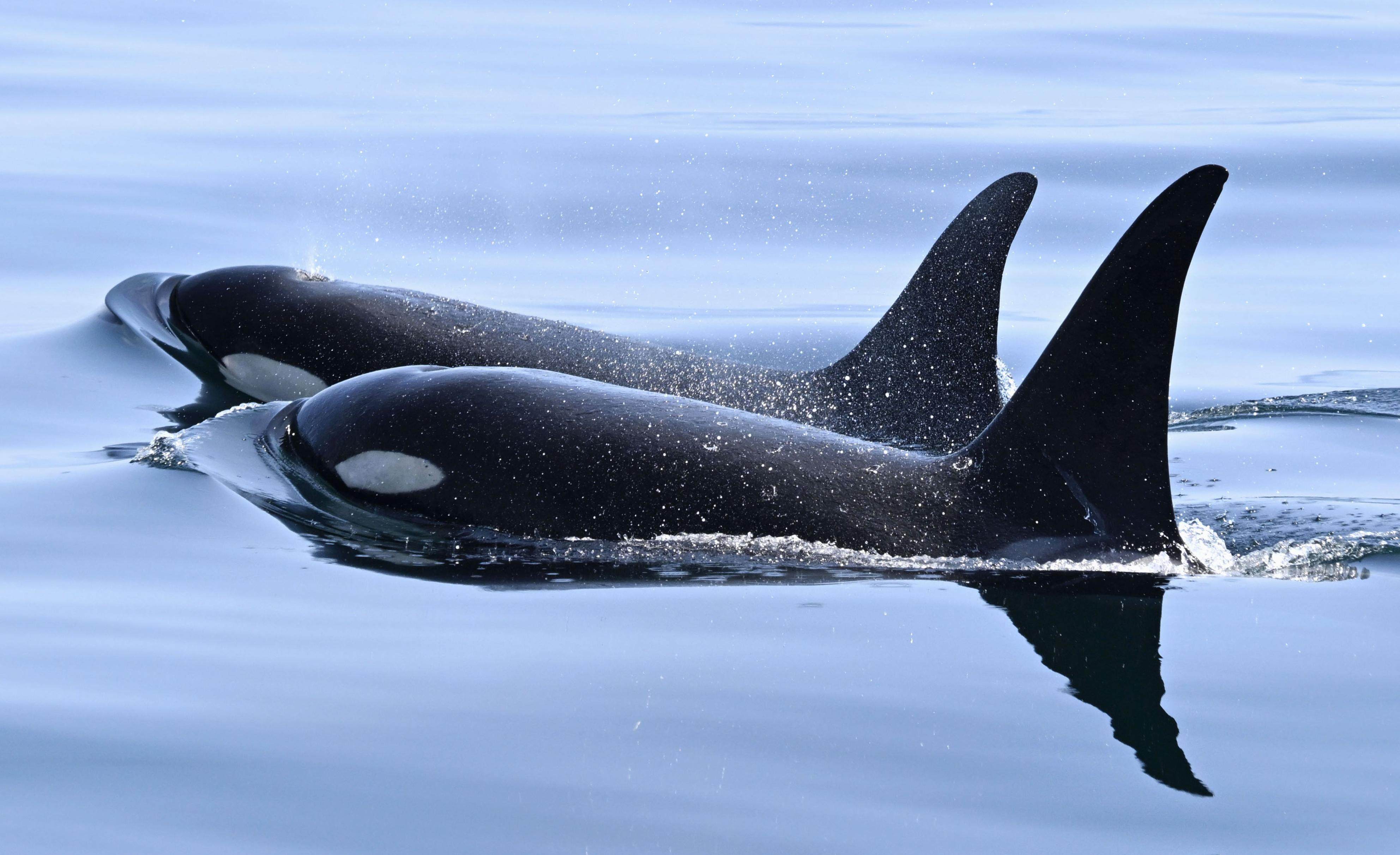 Killer whales swim off  Hokkaido in northern Japan earlier this month. Photo: Kyodo