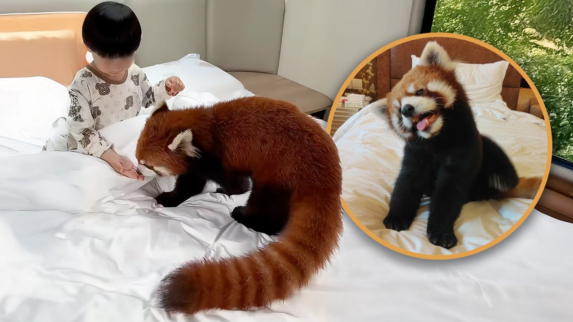 A hotel in China employed an adorable red panda for morning calls, which sparked safety concerns and led to a temporary service suspension. Photo: SCMP composite/RedNote