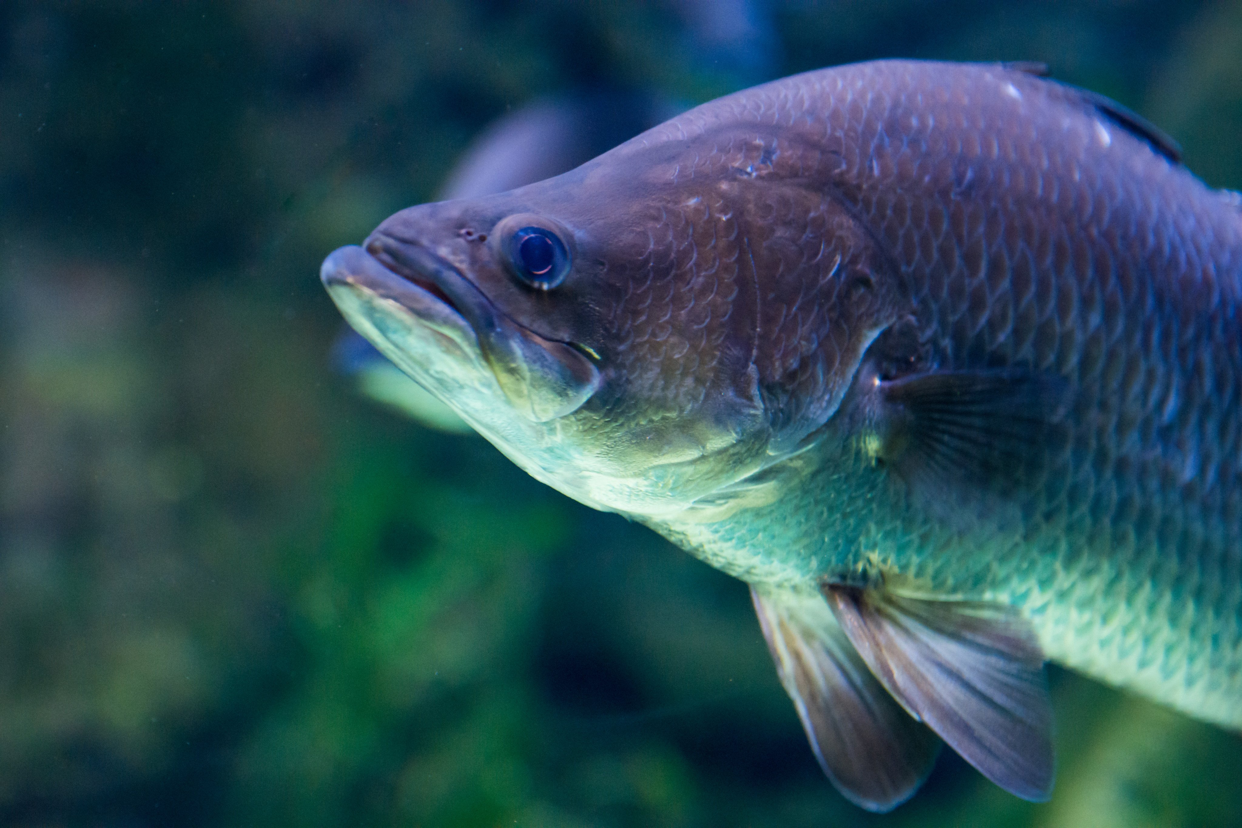Fish farming could help protect ocean ecosystems. Photo: Shutterstock