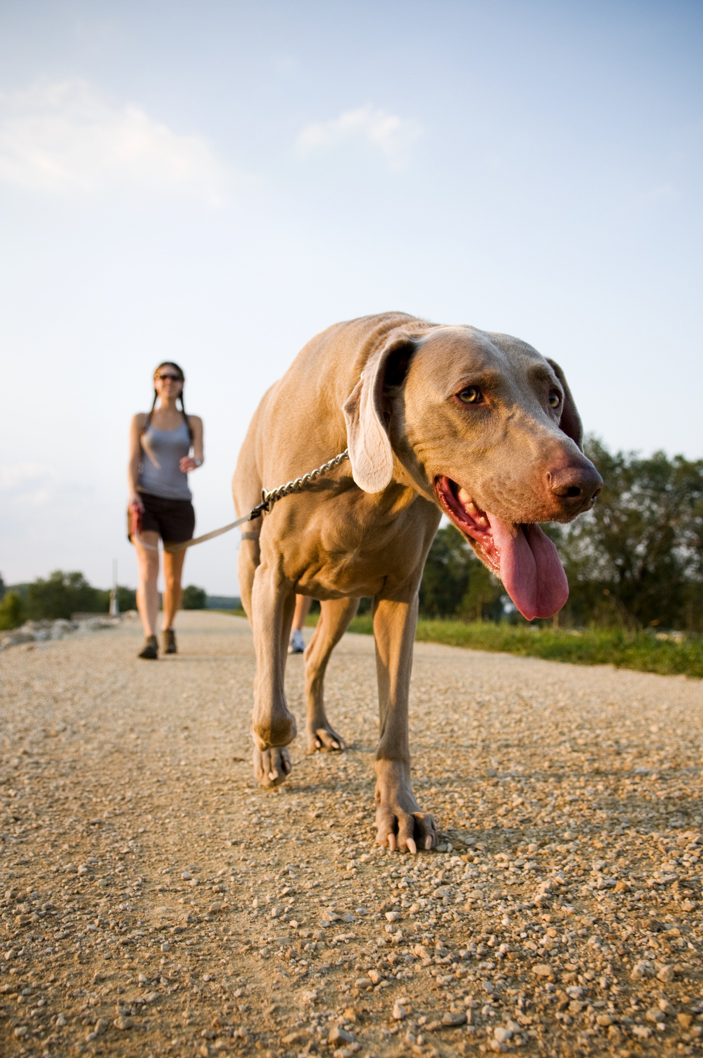 Excessive panting is one of the symptoms of heatstroke in dogs. Others include bright red or pale gums, drooling, lethargy, or collapse, such as when a dog is unable to walk or stand. Photo: Shutterstock