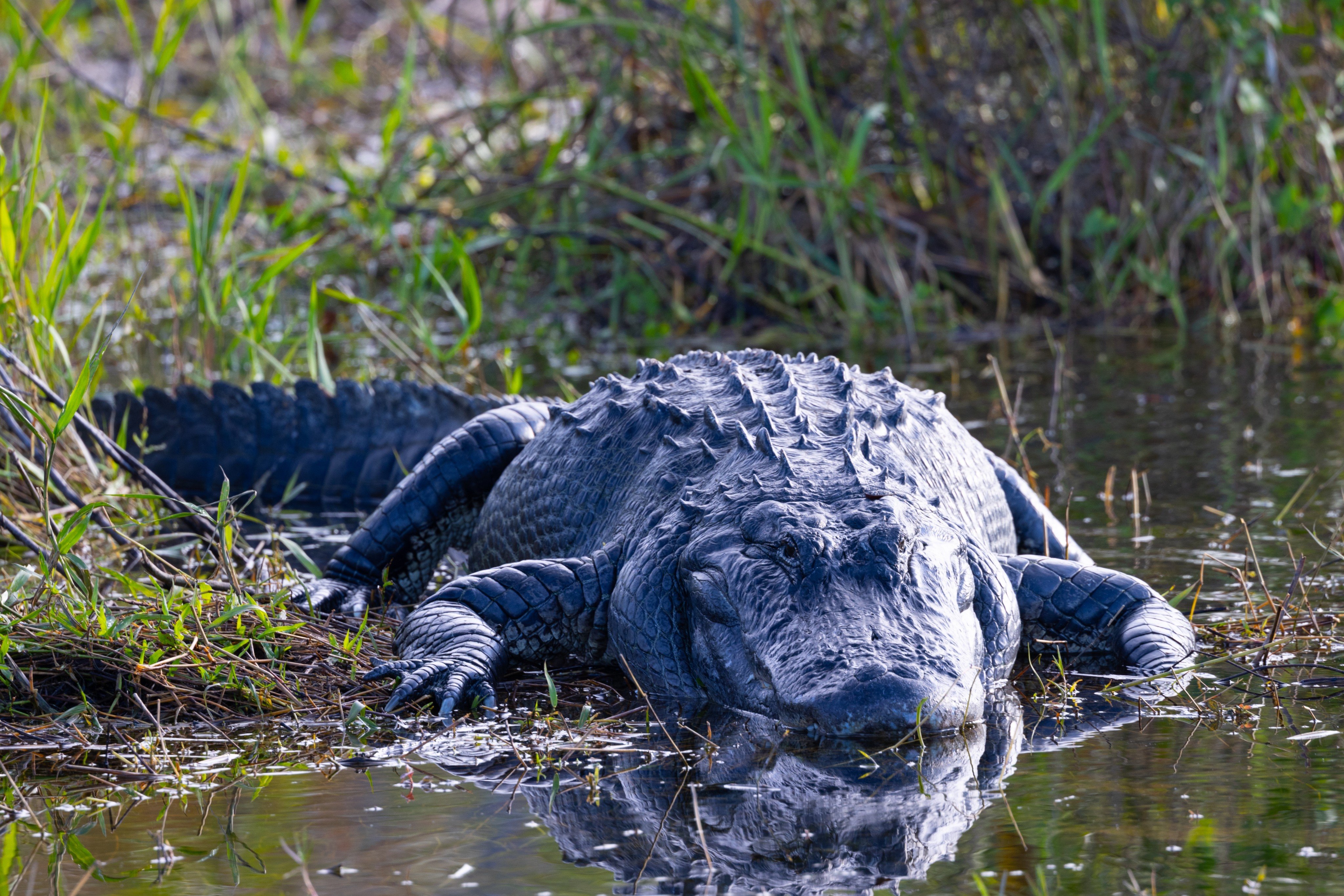 An American alligator, seen in the wild in the Everglades. File photo: Shuttestock