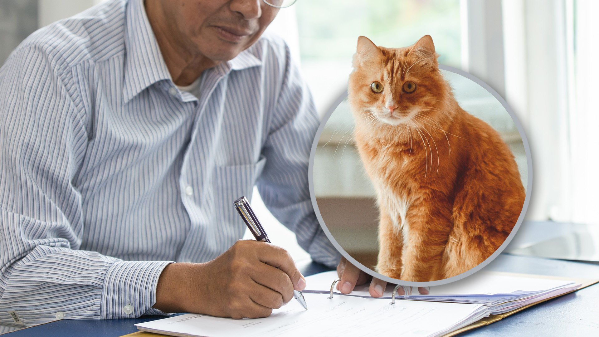 An 82-year-old Chinese man who plans to leave his inheritance to his beloved cat is seeking a dependable carer for the feline after his death. Photo: SCMP composite/Shutterstock