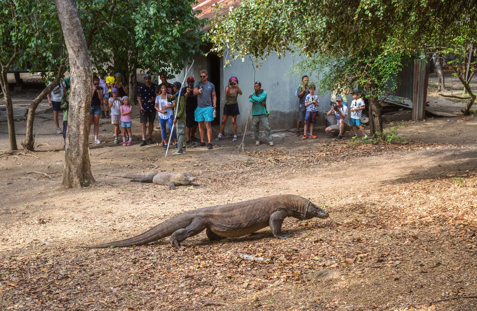 A Komodo dragon on Rinca Island in Komodo National Park, East Nusa Tenggara, Indonesia. Photo: Shutterstock A Komodo dragon on Rinca Island in Komodo National Park, East Nusa Tenggara, Indonesia. Photo: Shutterstock