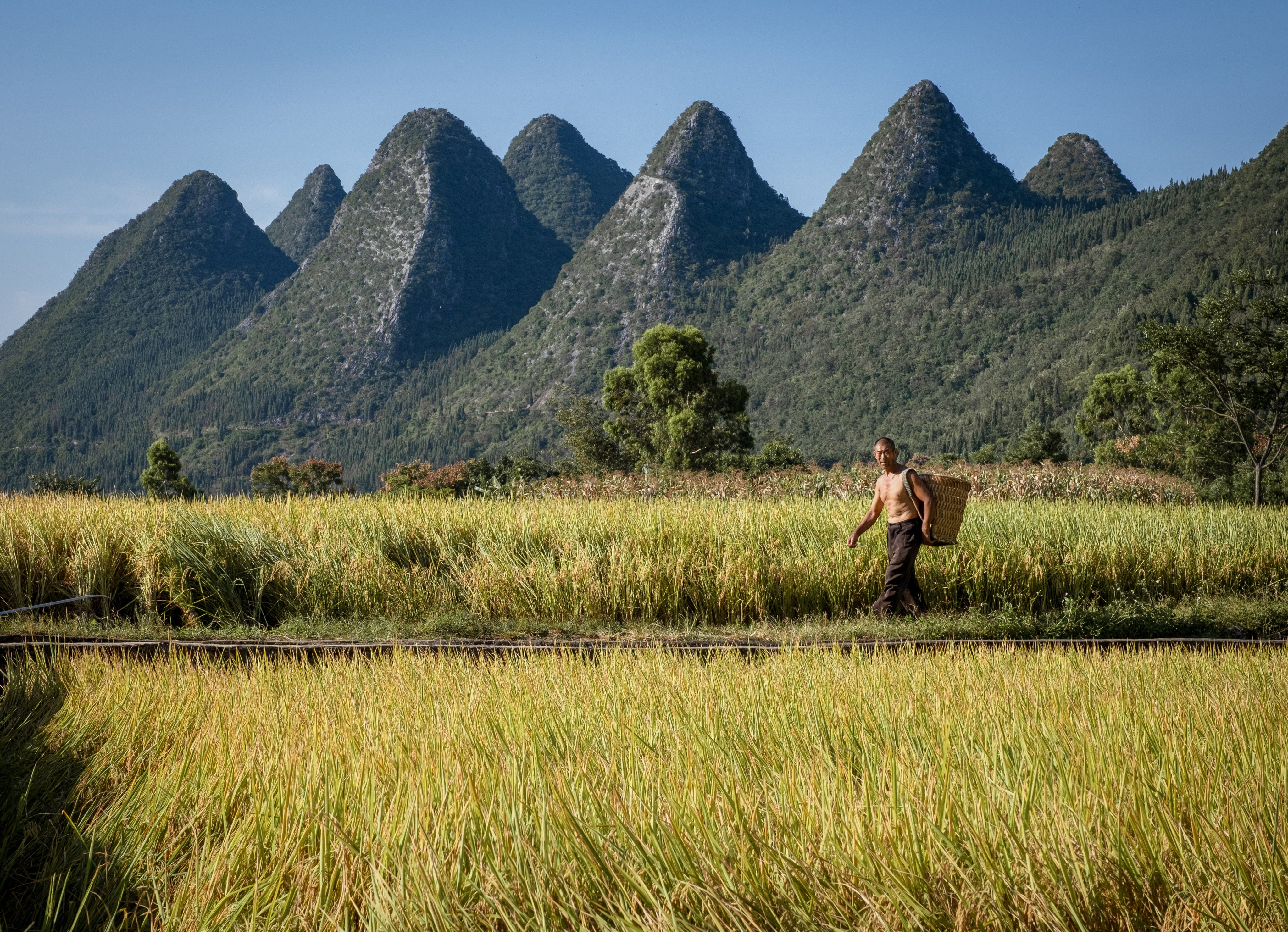 A farmer in China’s Wanfenglin, a valley of rice paddies and quaint villages hemmed in by limestone karst formations. Photo: Chan Kit Yeng