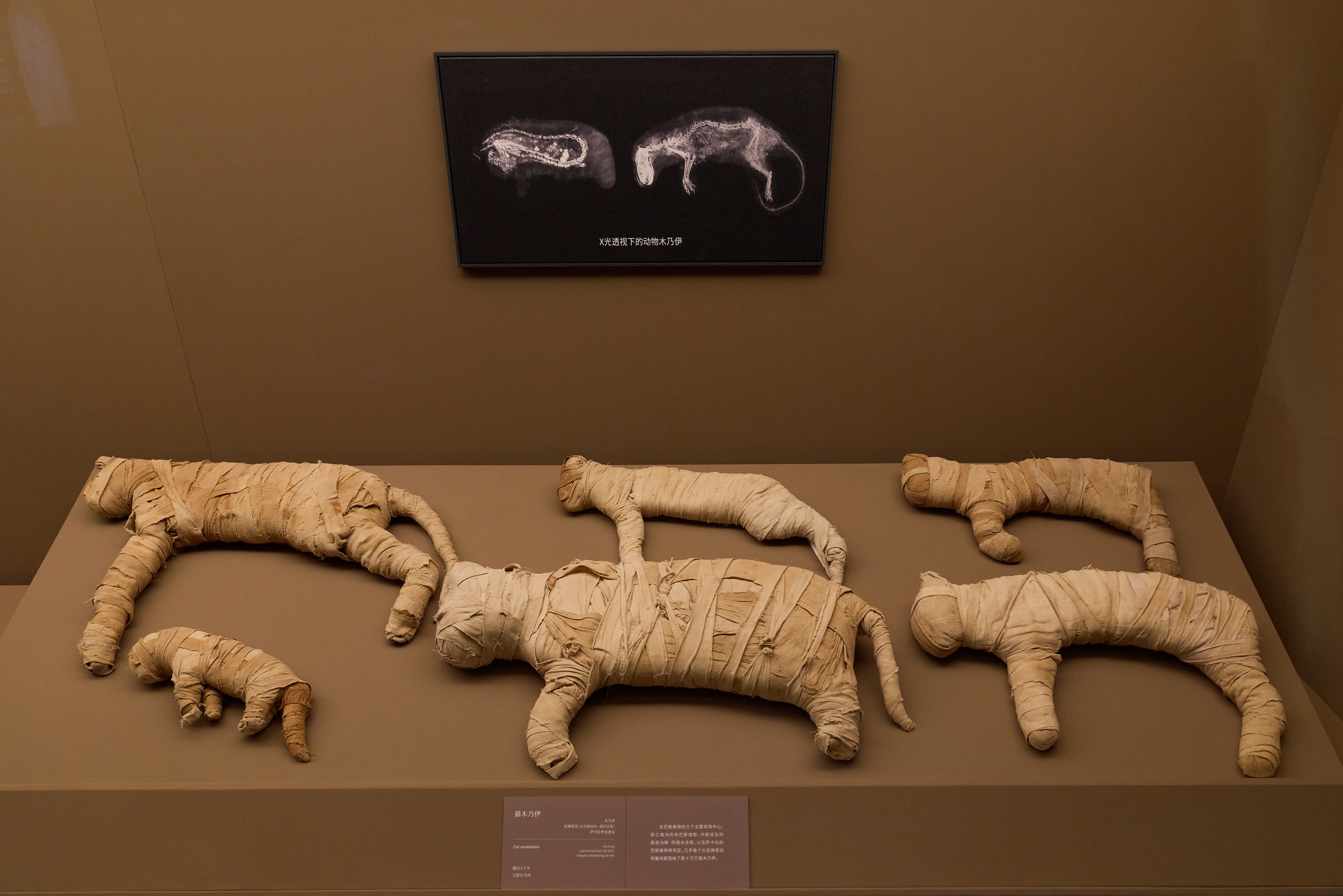 The exhibition in November will feature items such as mummified cats. Photo: Handout