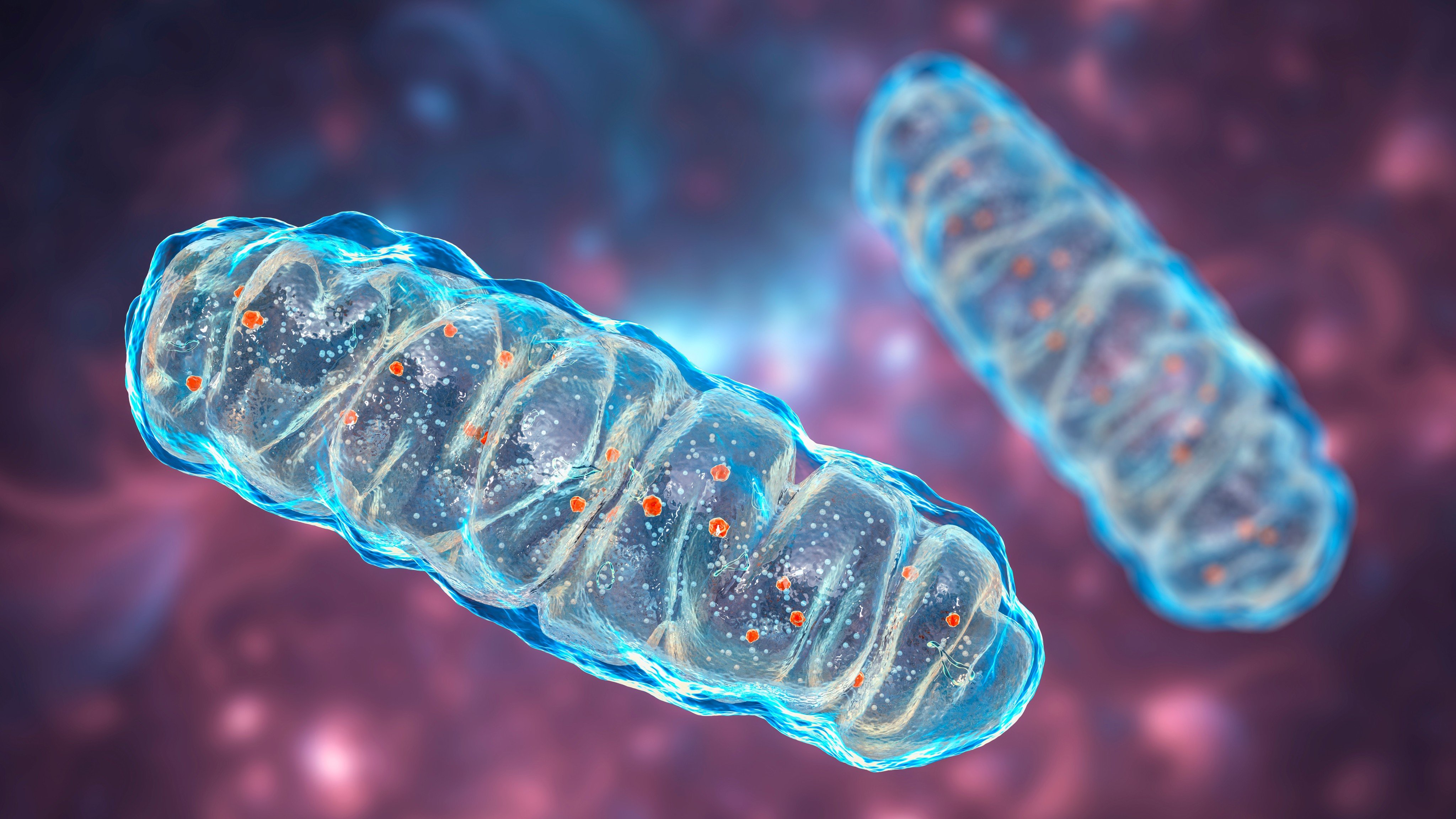 Some human cells can have 1,000 to 2,000 mitochondria, each with their own copies of DNA. Mutations in mitochondrial DNA are responsible for several serious diseases in humans. Photo: Shutterstock