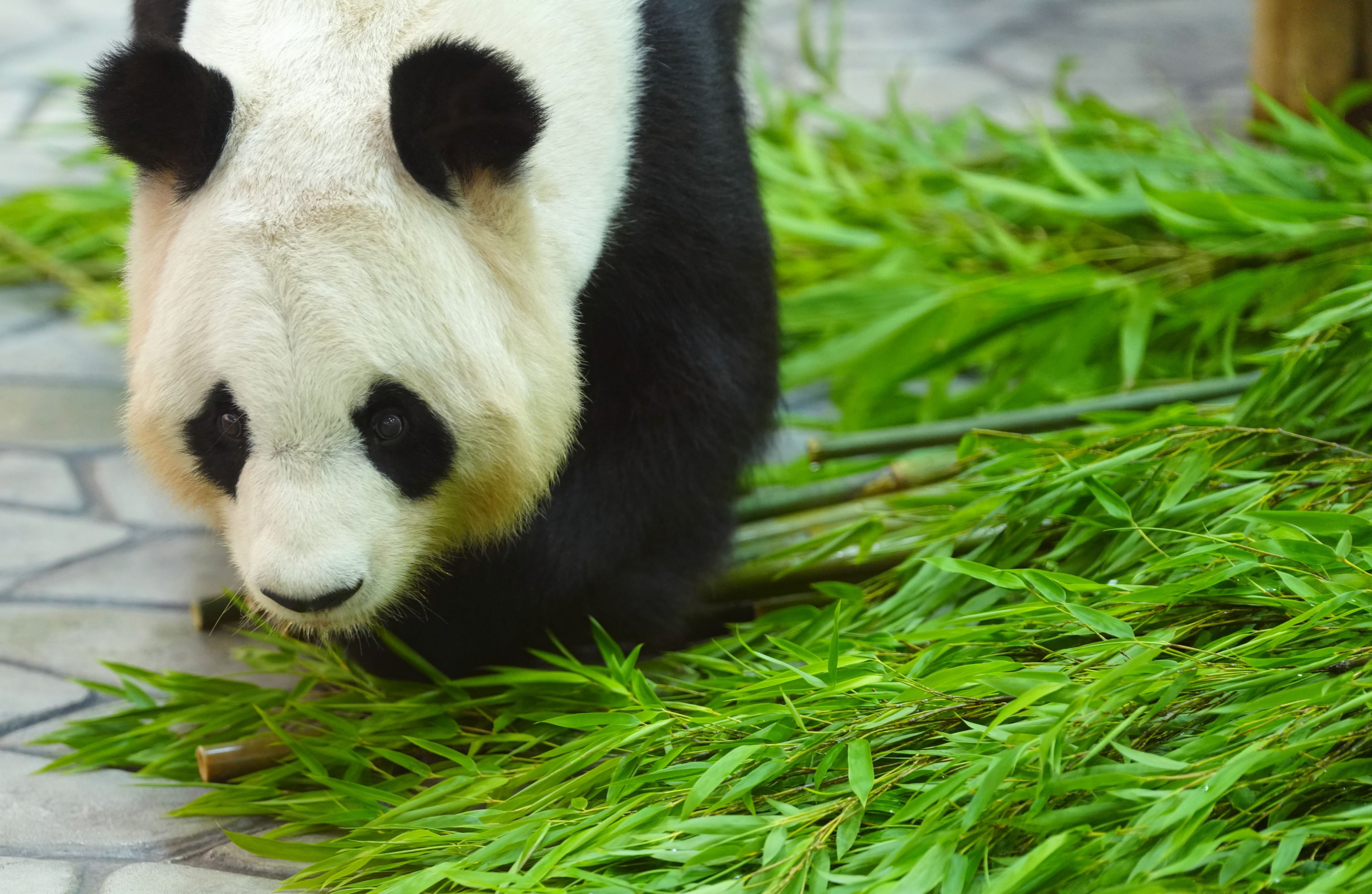 Giant panda Rauhin  at the Adventure World amusement park in Shirahama, Japan, on Thursday. Photo: Xinhua