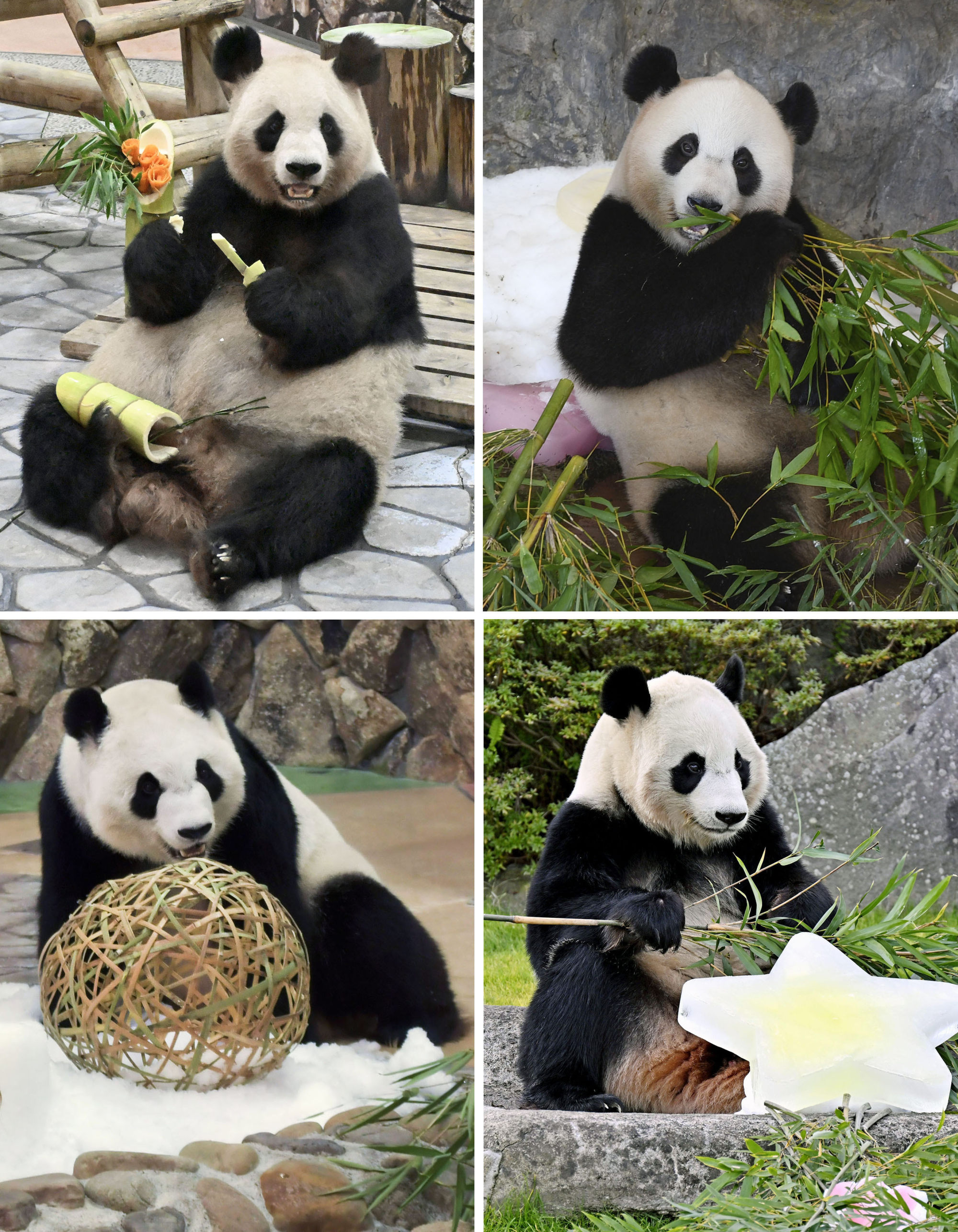 4 pandas leave Japan for China, leaving only 2 in the country