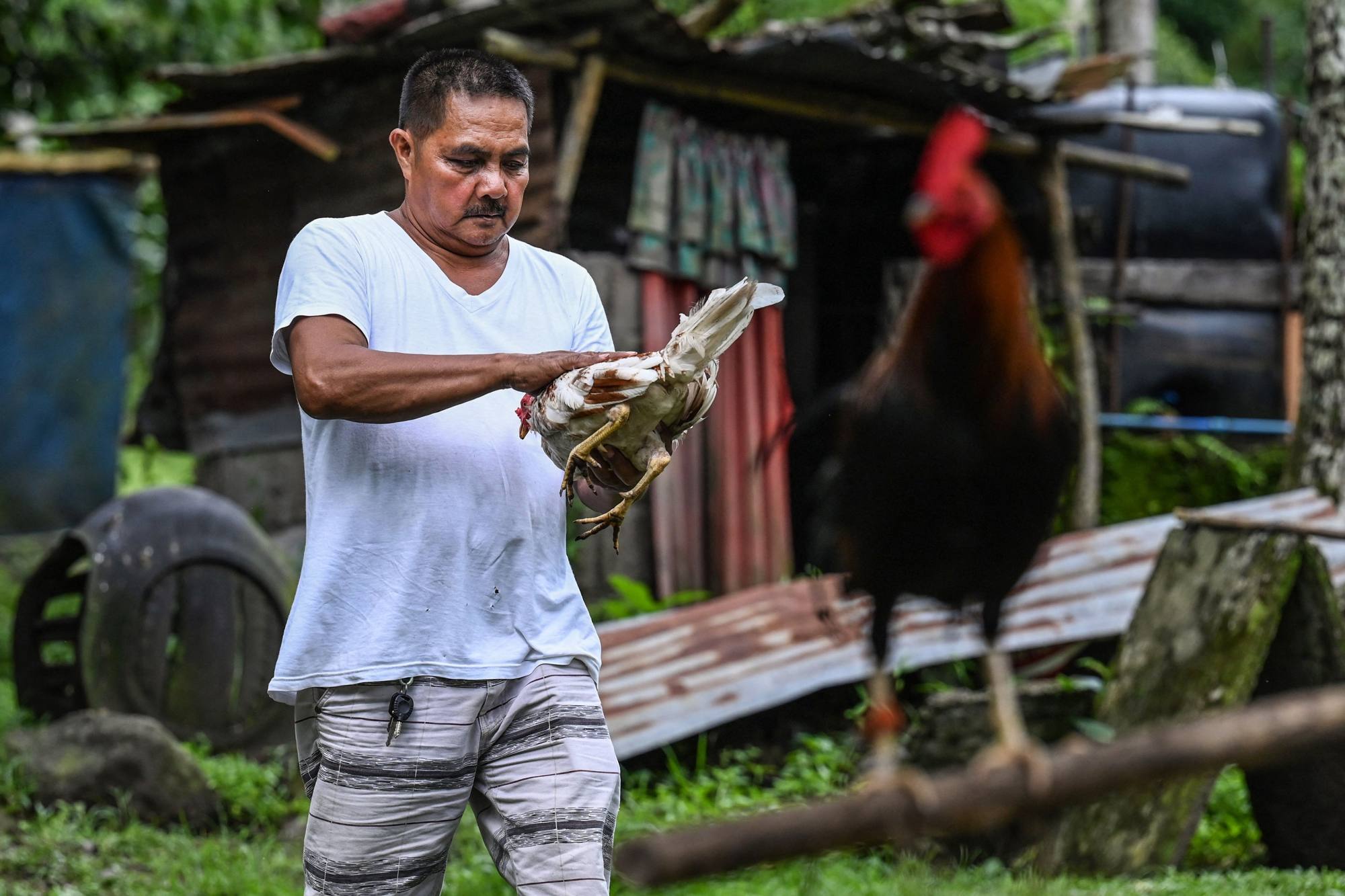 A game farm owner tends to his roosters in Dolores, Quezon. Cockfighting is a legal form of gambling in the Philippines. Photo: AFP