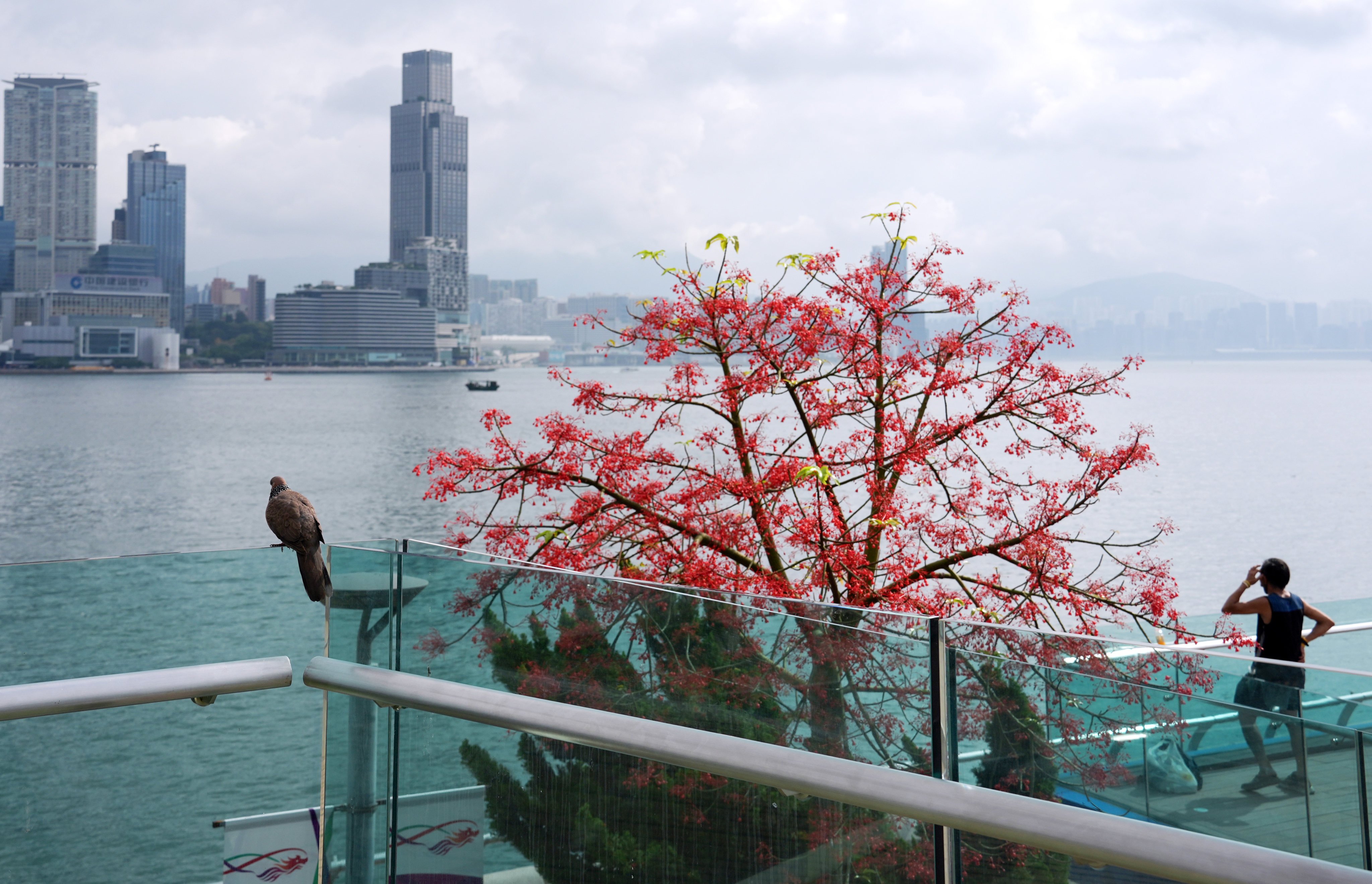 A man looks out at Victoria Harbour from Tamar Park in Admiralty on May 5. Photo: Eugene Lee