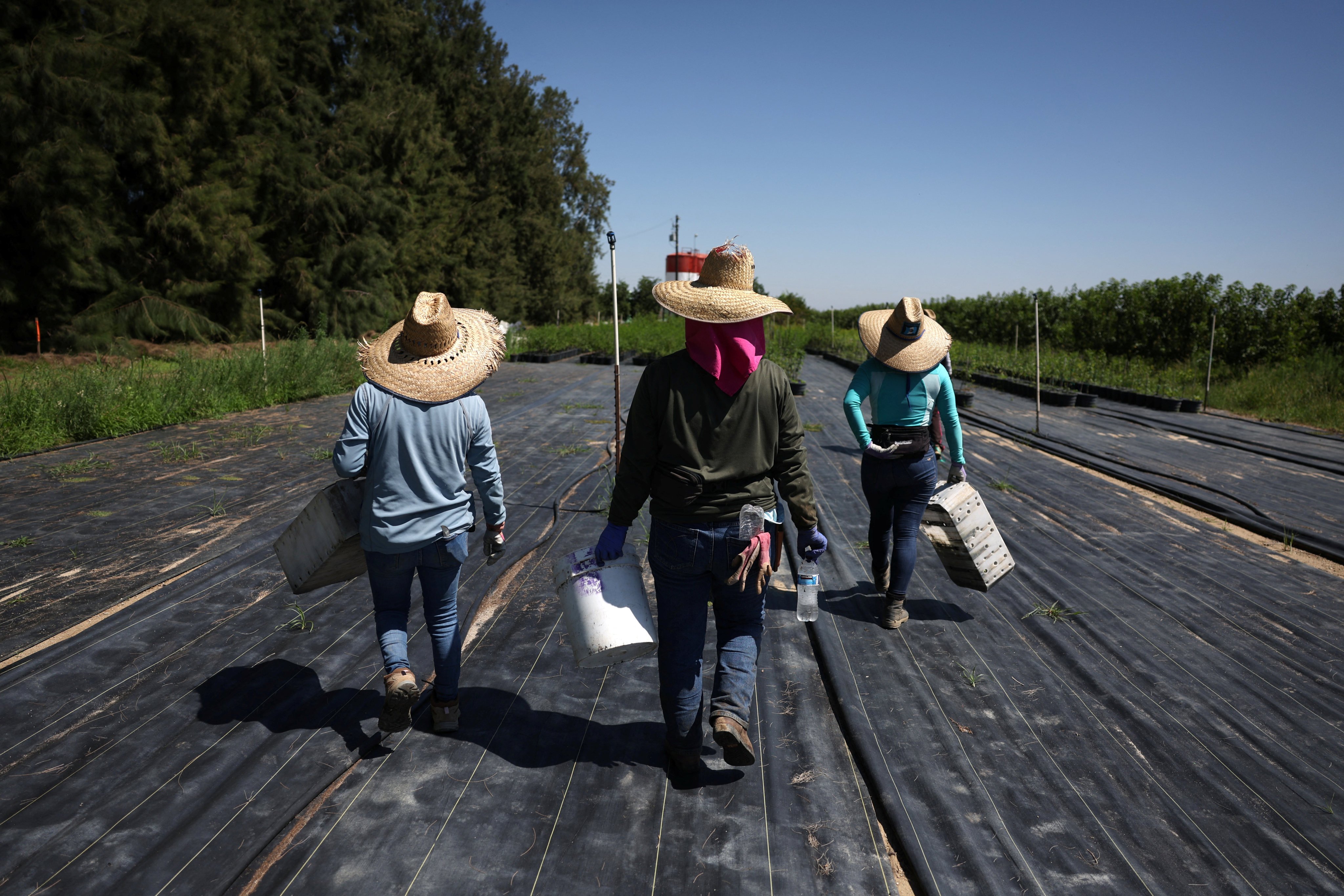 Guatemalan immigrants carry supplies into a field at a farm in Kern County, California. Photo: Reuters