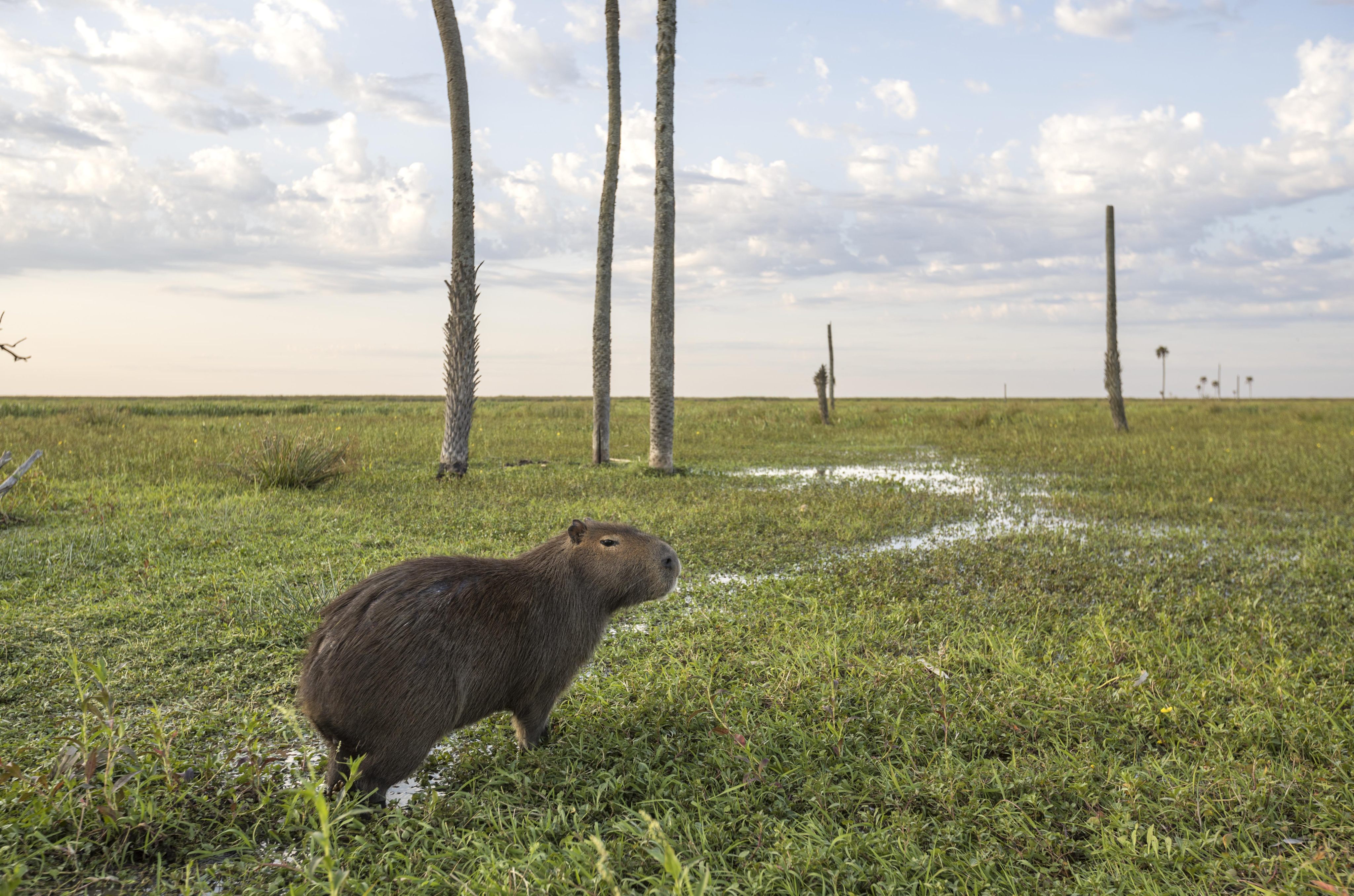 Capybaras are the largest rodents in the world, native to South America. Photo: Daniel Allen