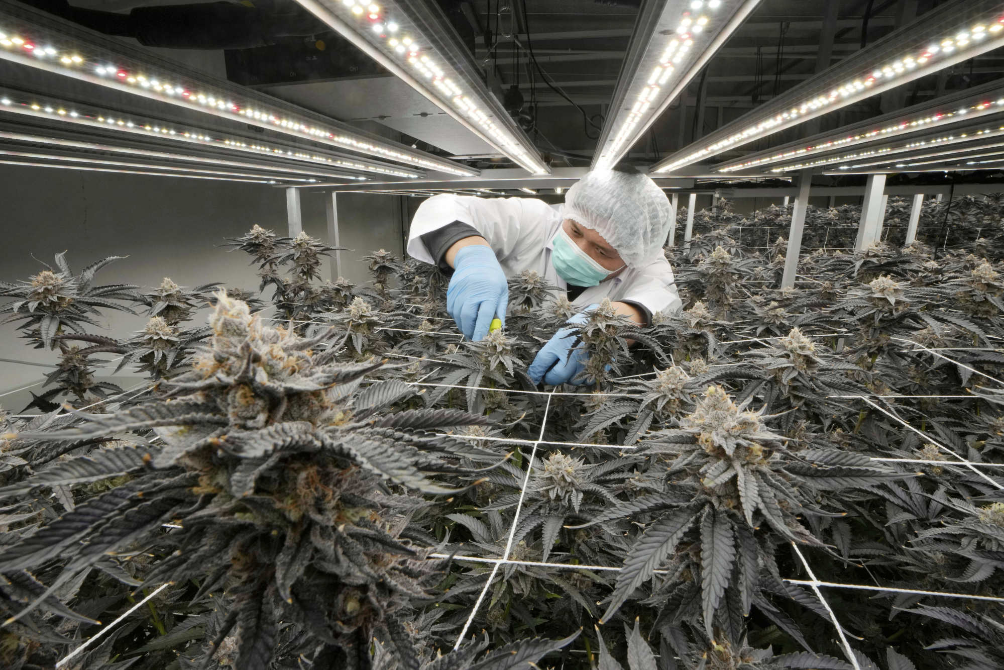 A cannabis farm in Kanchanaburi province, Thailand. Photo: AP