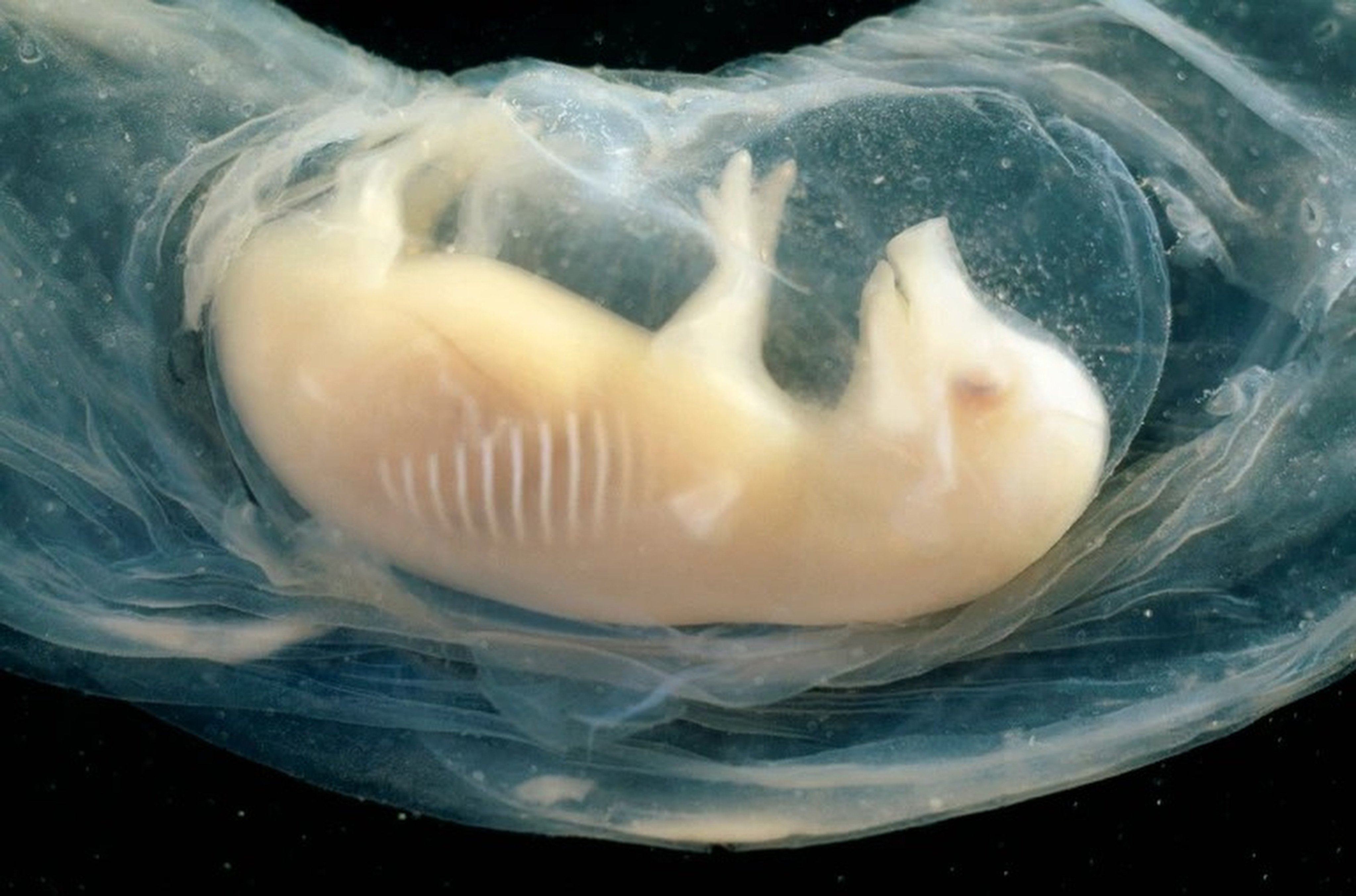 A Chinese research team from the Guangzhou Institutes of Biomedicine and Health says a pig embryo with human heart cells has survived for 21 days. Photo: Daniel Sambraus/Science