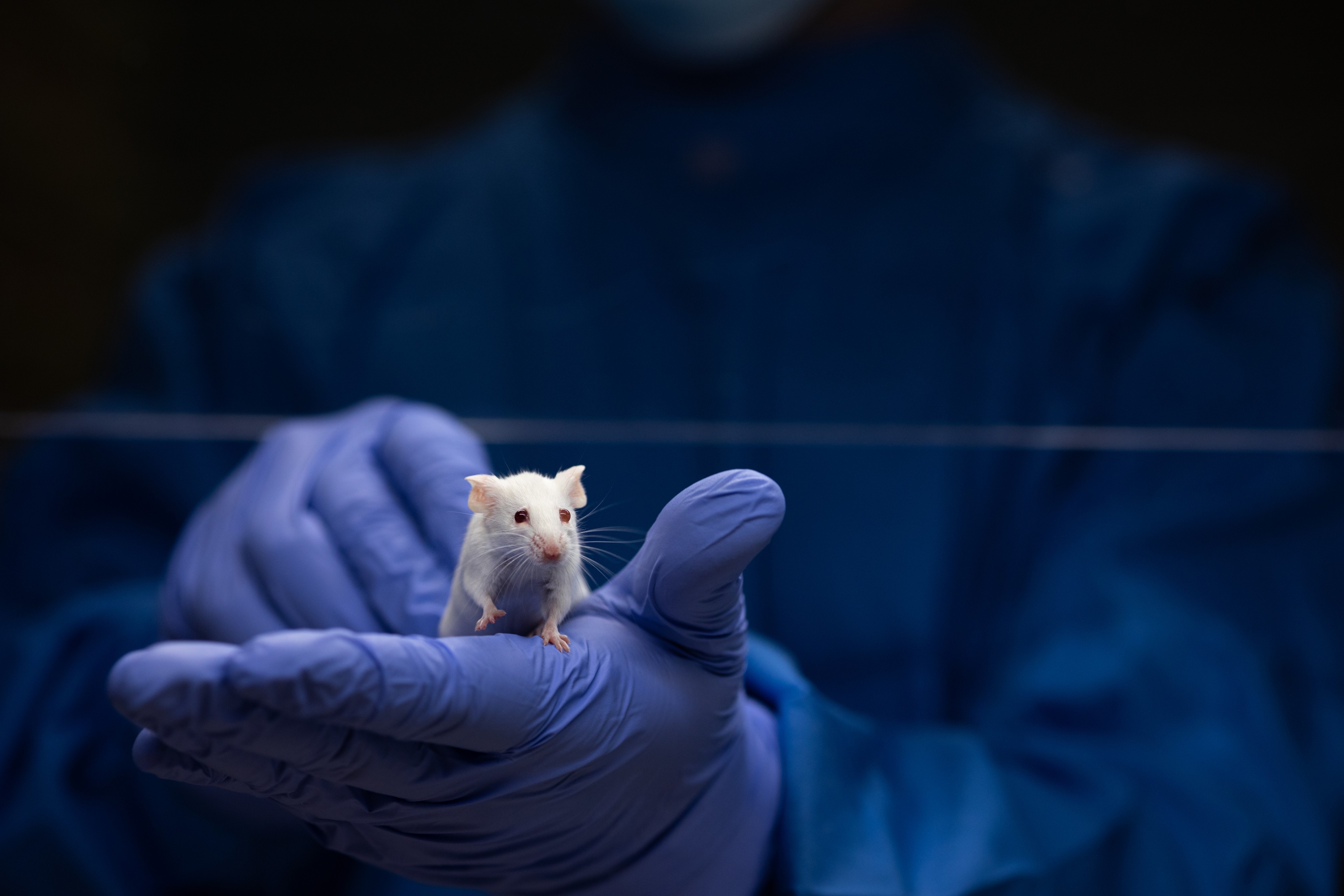 The ears of mice offer an ideal starting point for investigating tissue regeneration as they are an external body part that can be easily observed and operated on, according to  Chinese researchers. Photo: Shutterstock