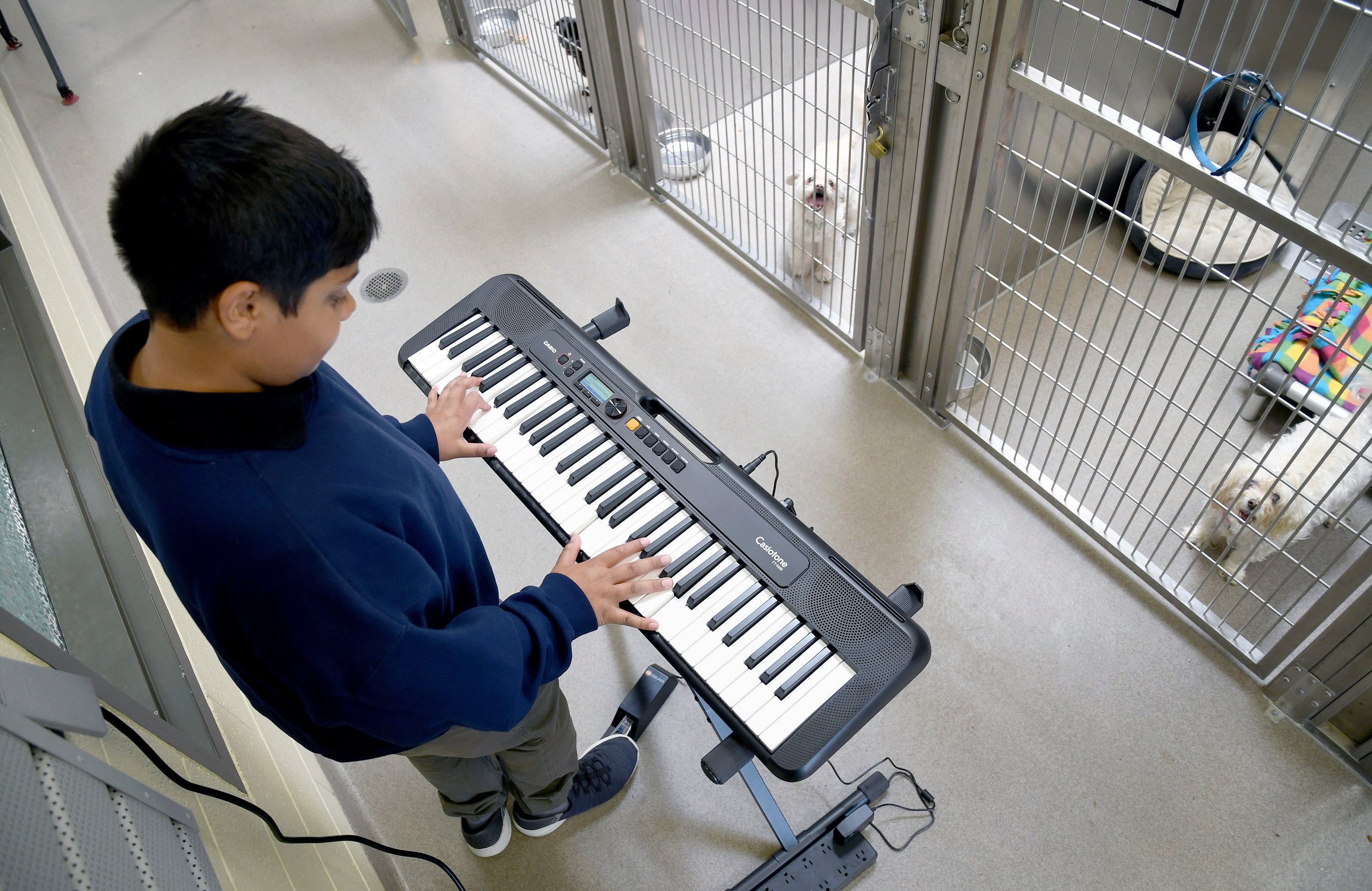 Wild Tunes founder Yuvi Agarwal plays his keyboard at an animal shelter in Denver, Colorado. His non-profit organisation has enlisted around 100 musicians to soothe animals around the US. Photo: AP