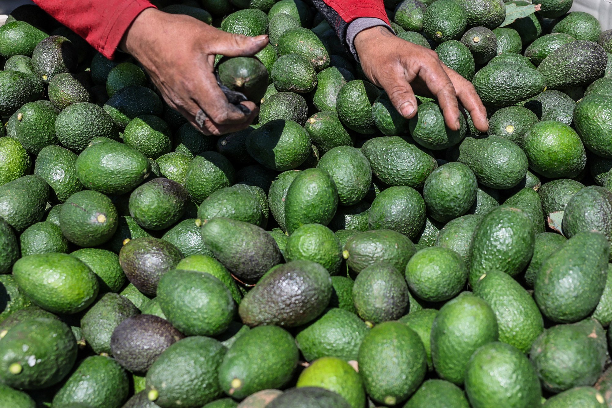 Avocados being harvested at a farm in California. The “expensive, imported” fruits are subject to higher levies under Malaysia’s new tax regime. Photo: Los Angeles Times/TNS Avocados being harvested at a farm in California. The “expensive, imported” fruits are subject to higher levies under Malaysia’s new tax regime. Photo: Los Angeles Times/TNS