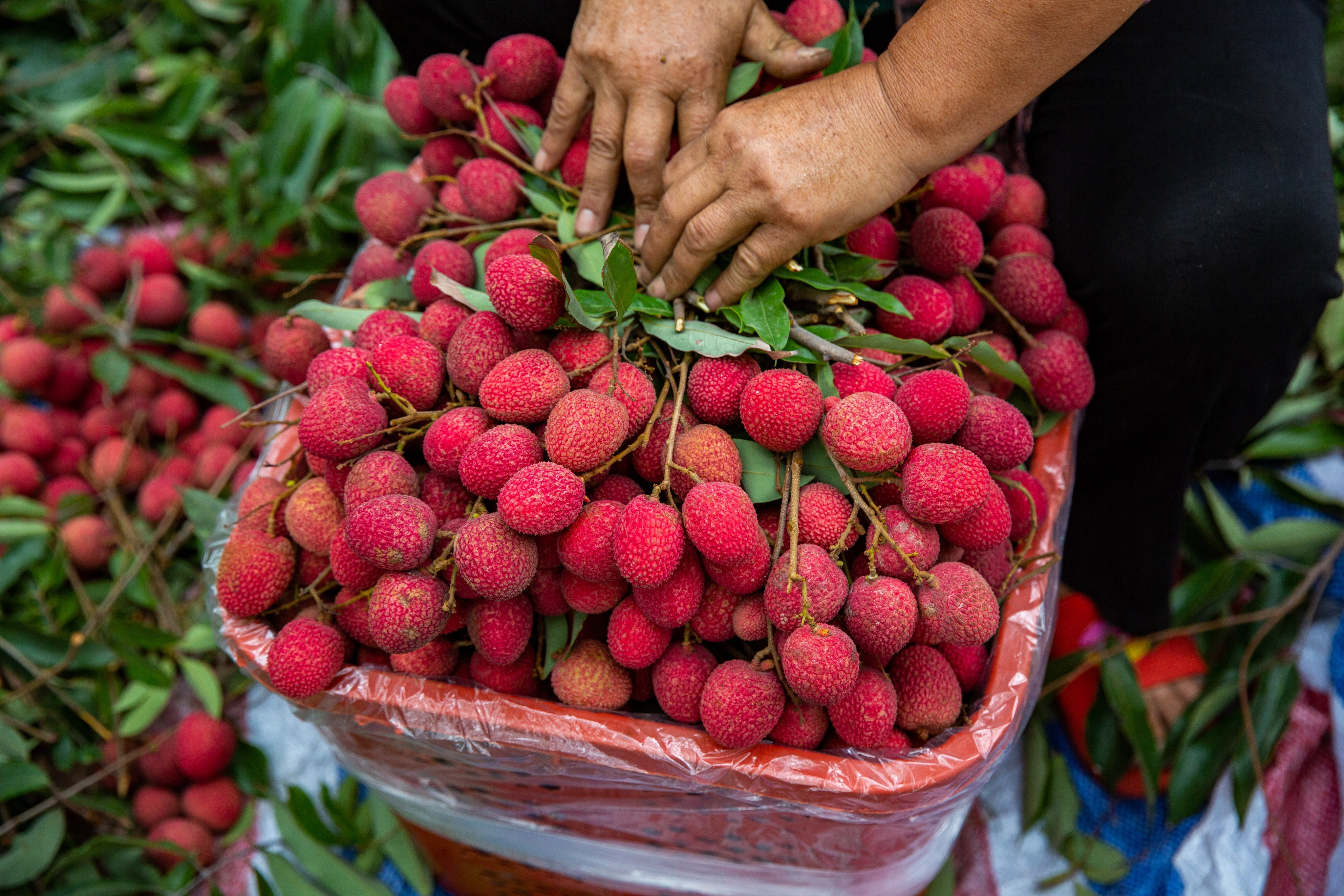 Native to southern China and northern Vietnam, lychees appear in historical records in China as far back as 200BC. Photo: Getty Images/iStockphoto