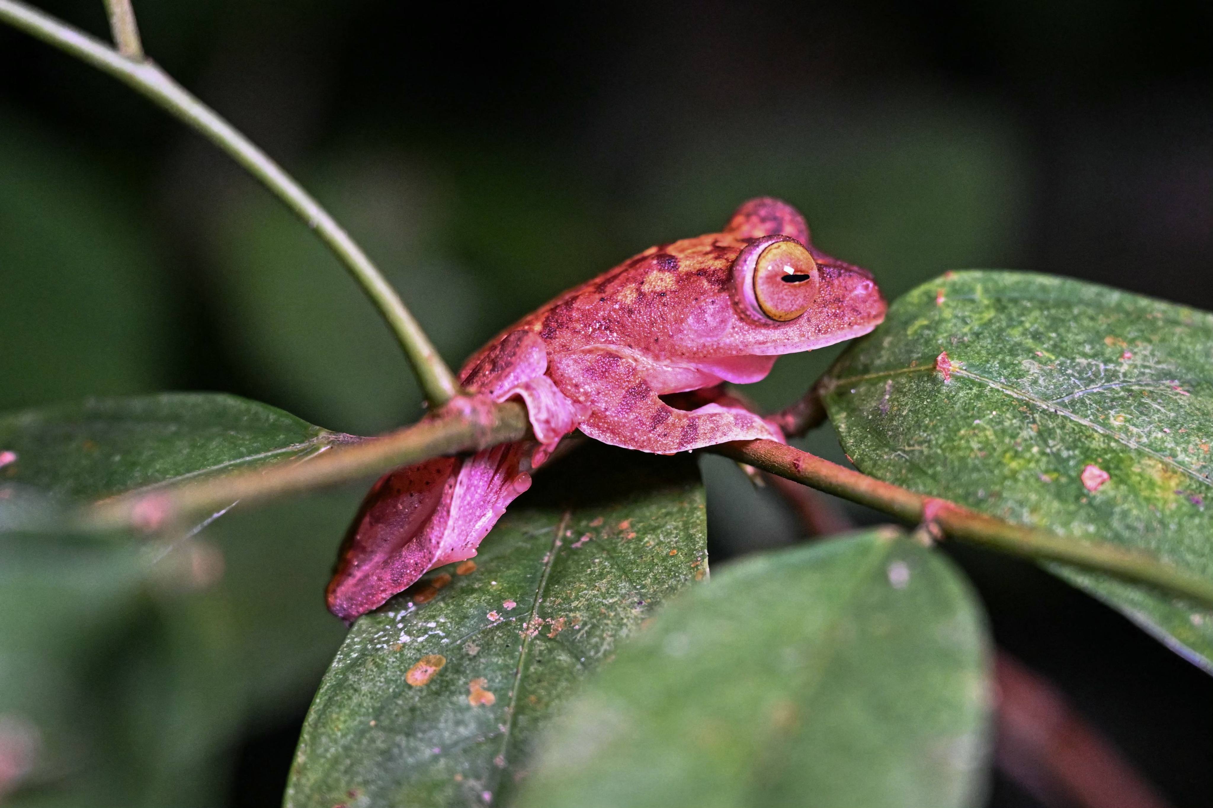 A harlequin tree frog, or harlequin flying frogs, seen at Kubah National Park. Photo: AFP