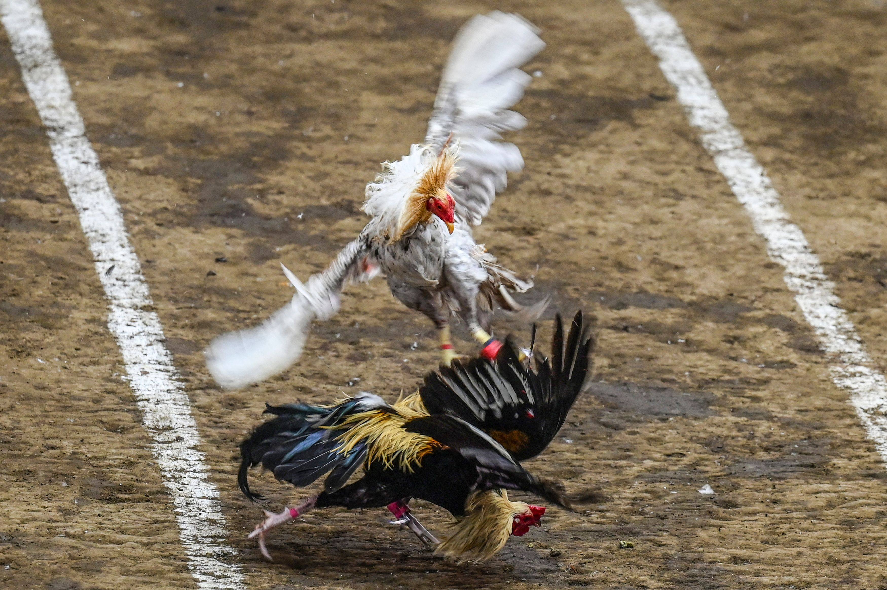 Roosters fight during a cockfighting match in Laguna province, Philippines. Photo: AFP