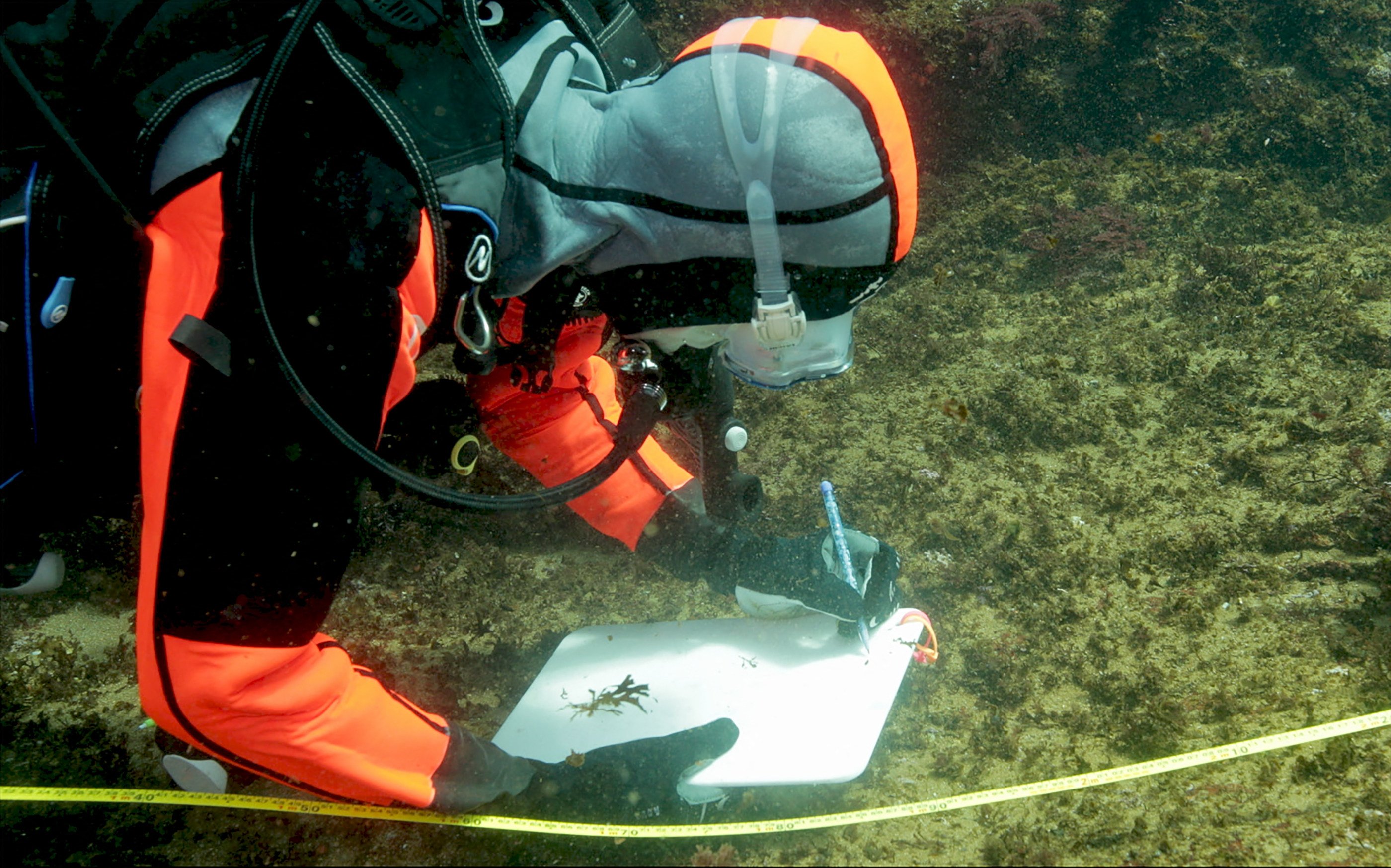 A researcher logs coral reef coverage near a Japanese island. Environmentalists warn that deep-sea extraction of rare earths could have disastrous consequences for marine life. Photo: AFP