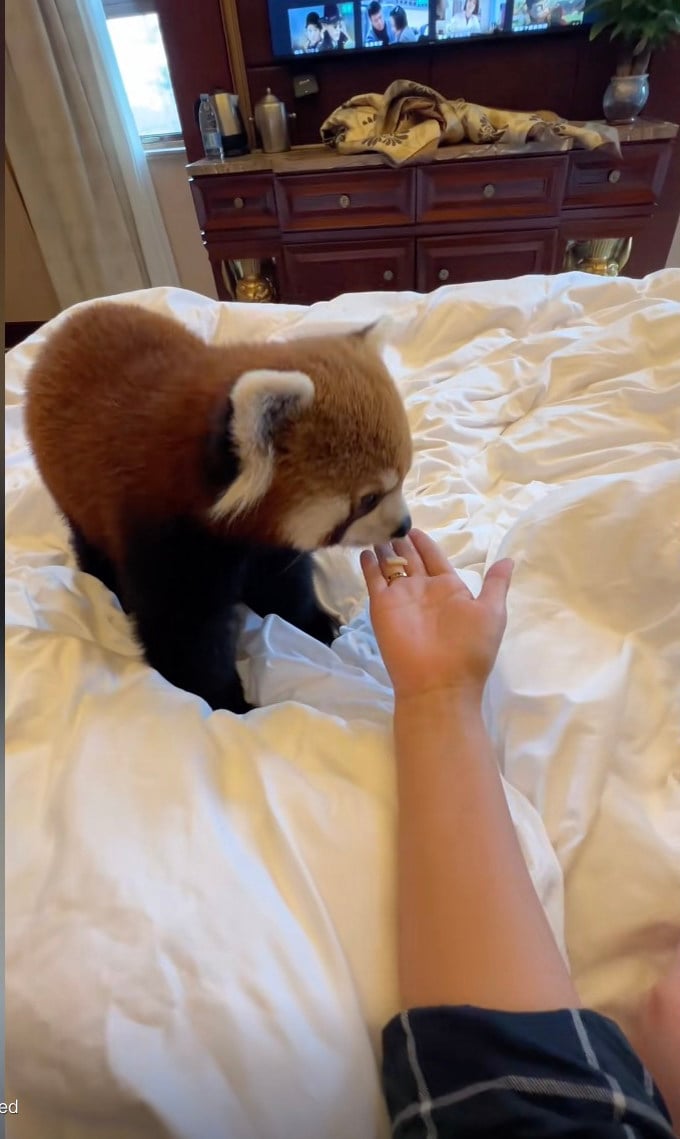 A hotel in China has sparked controversy for using red pandas for morning calls. Photo: Douyin