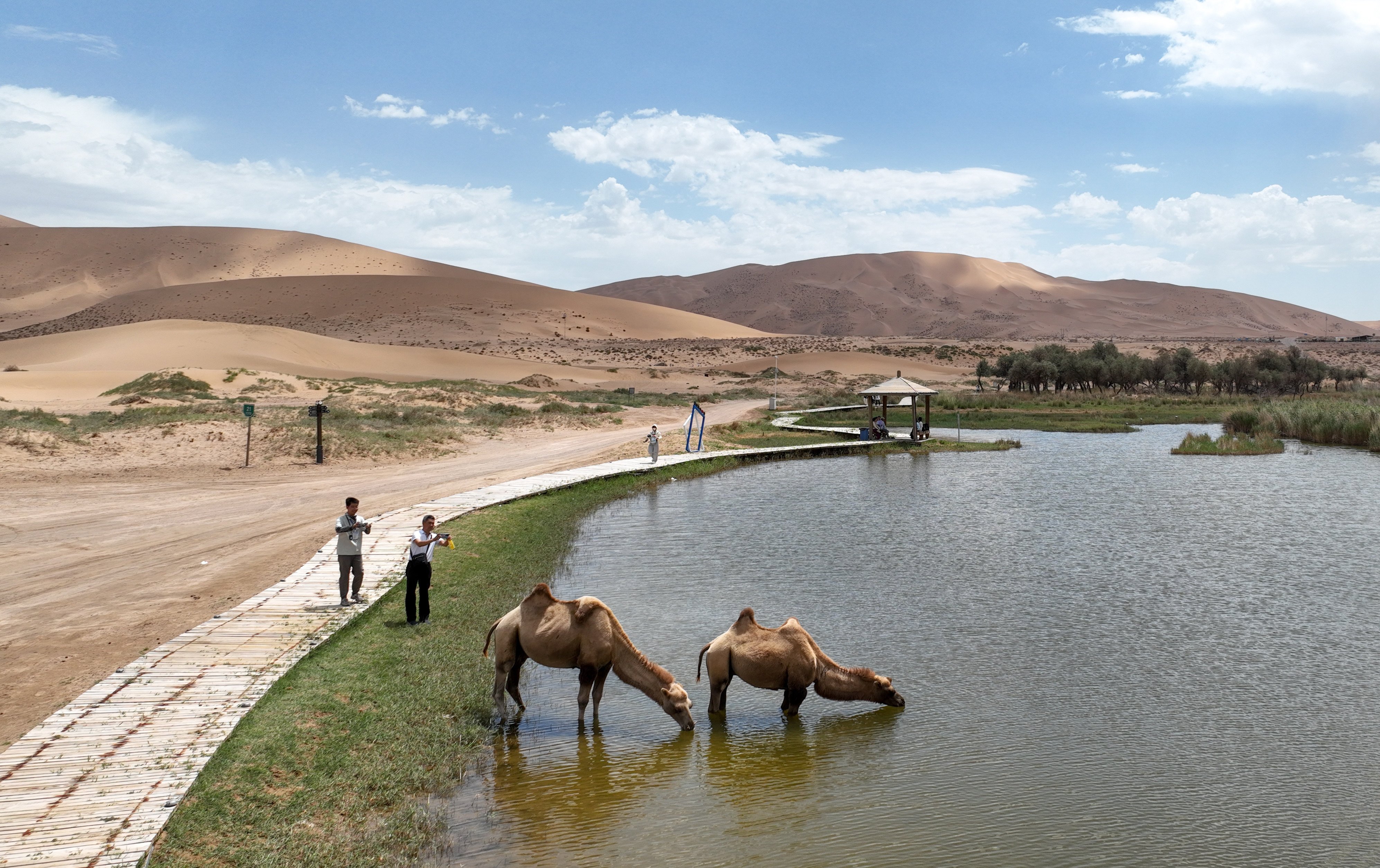 Tourists take photos of camels in the Badain Jaran Desert in China’s Inner Mongolia autonomous region. Photo: Xinhua