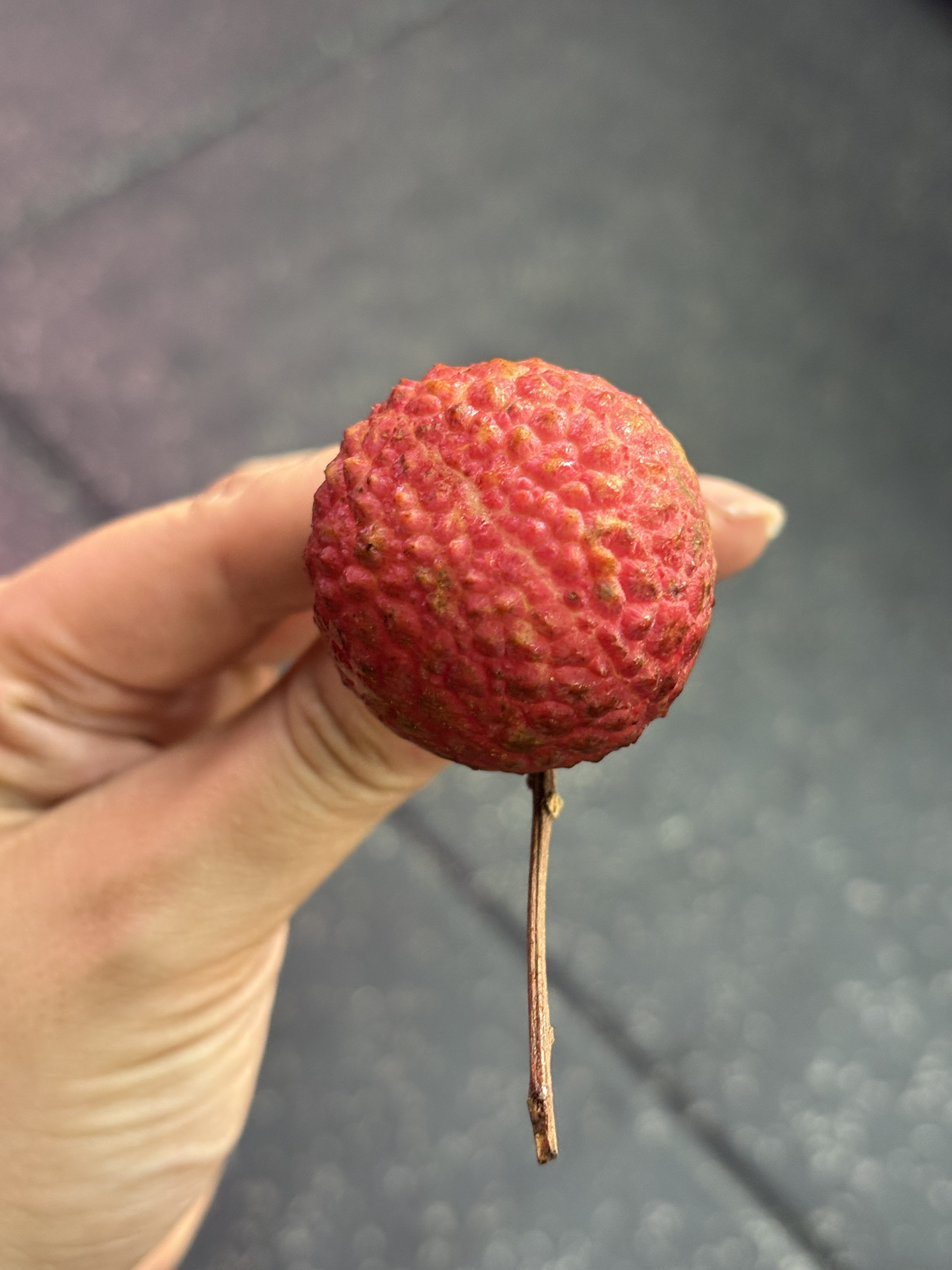 A round, plump xian jin feng lychee, which has been dubbed the “Chanel” of lychees. Photo: Charmaine Mok